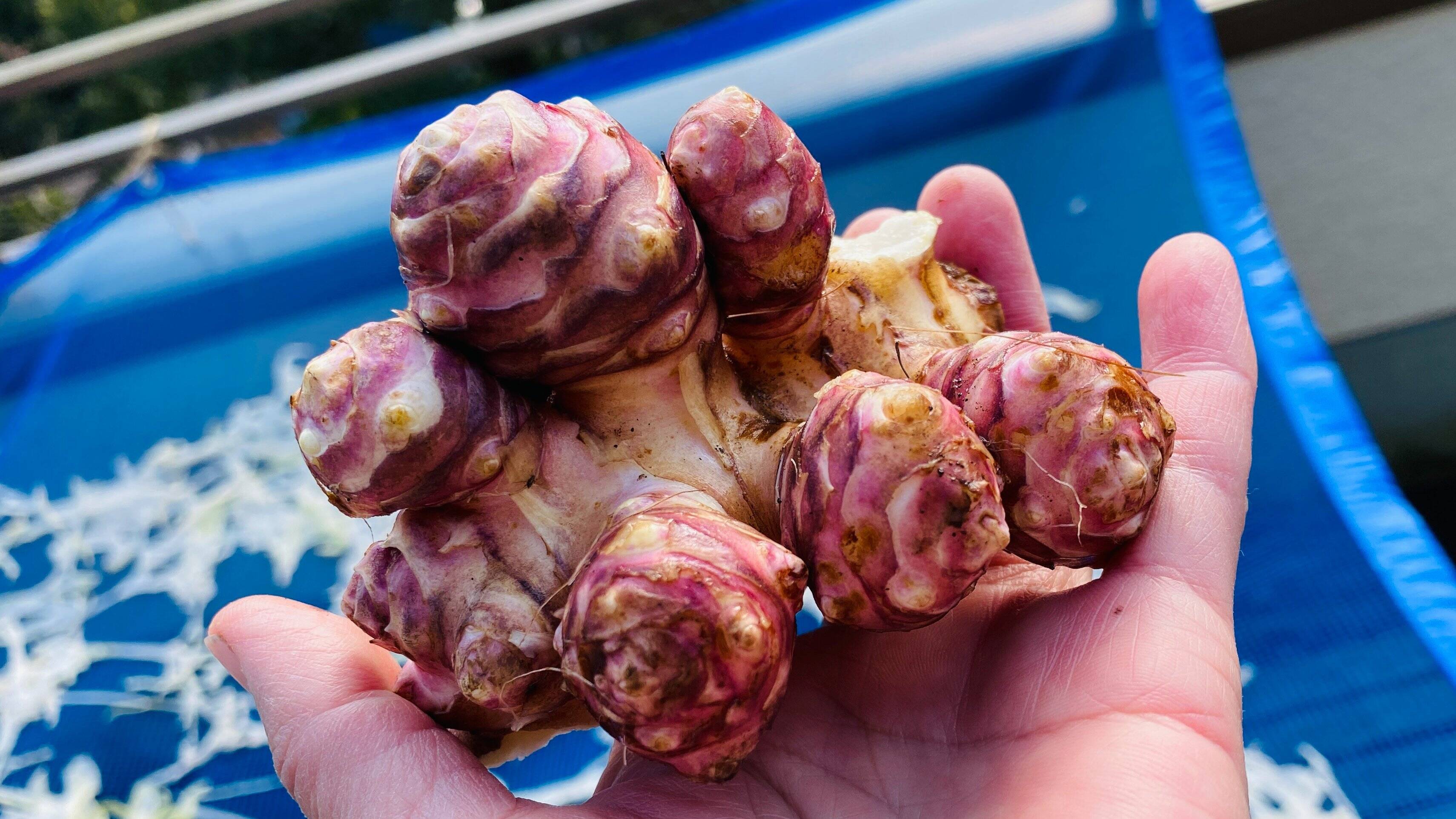 【自然栽培🍀赤芽菊芋（約１kg）】珍しい赤皮の菊芋・ほのかな甘さとシャキシャキ感・サラダでも加熱でも美味しい！