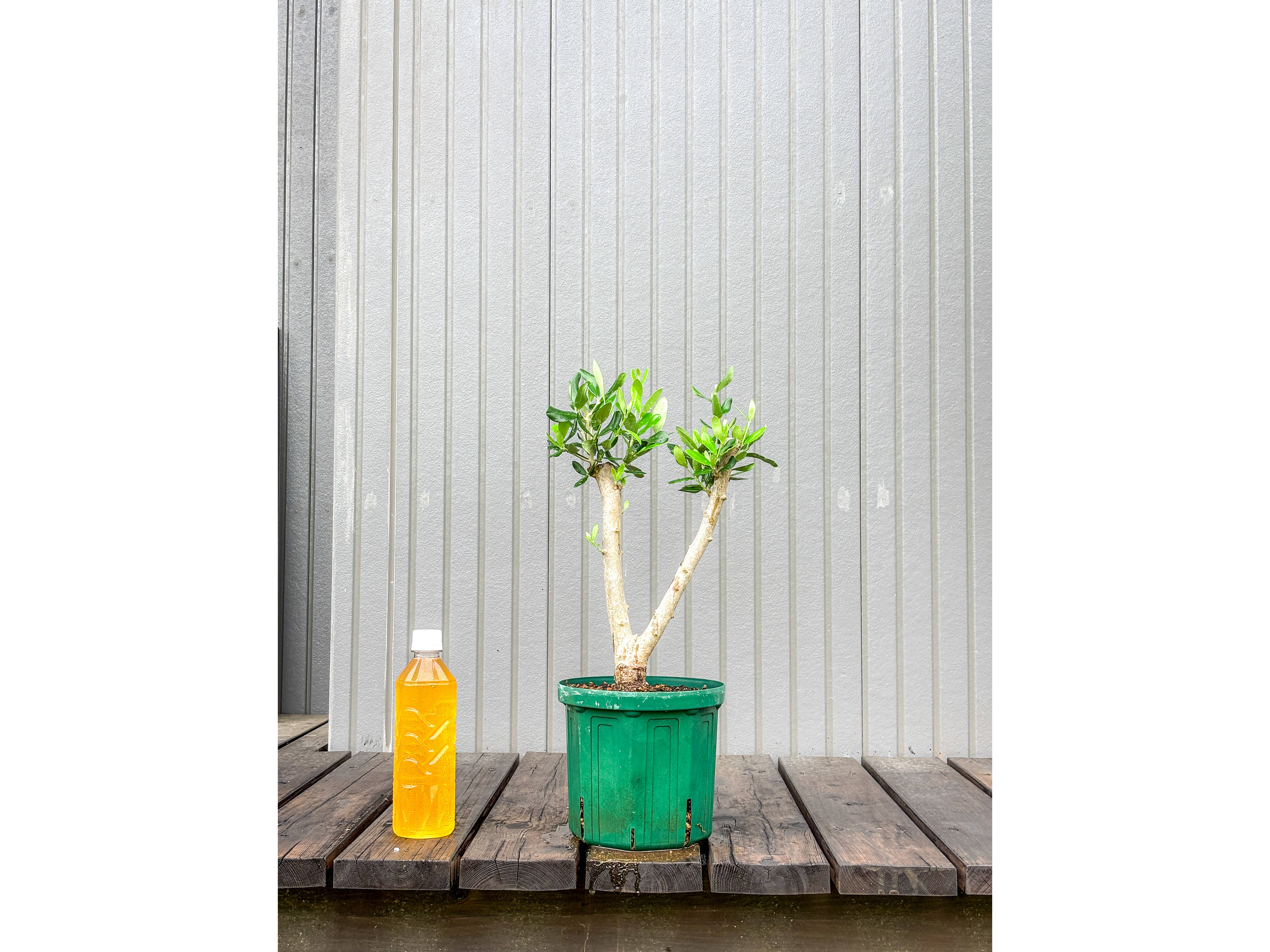 オリーブ 鉢植え バーデル｜育てやすい シンボルツリー・盆栽にも最適