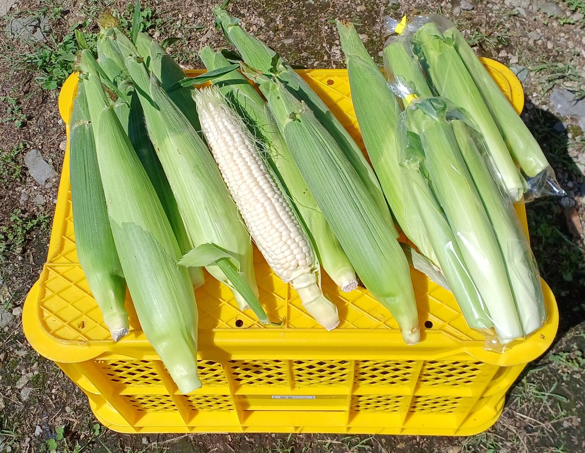 北海道限定ご当地キティ根付 じゃがいも・かぼちゃ・とうもろこし3点