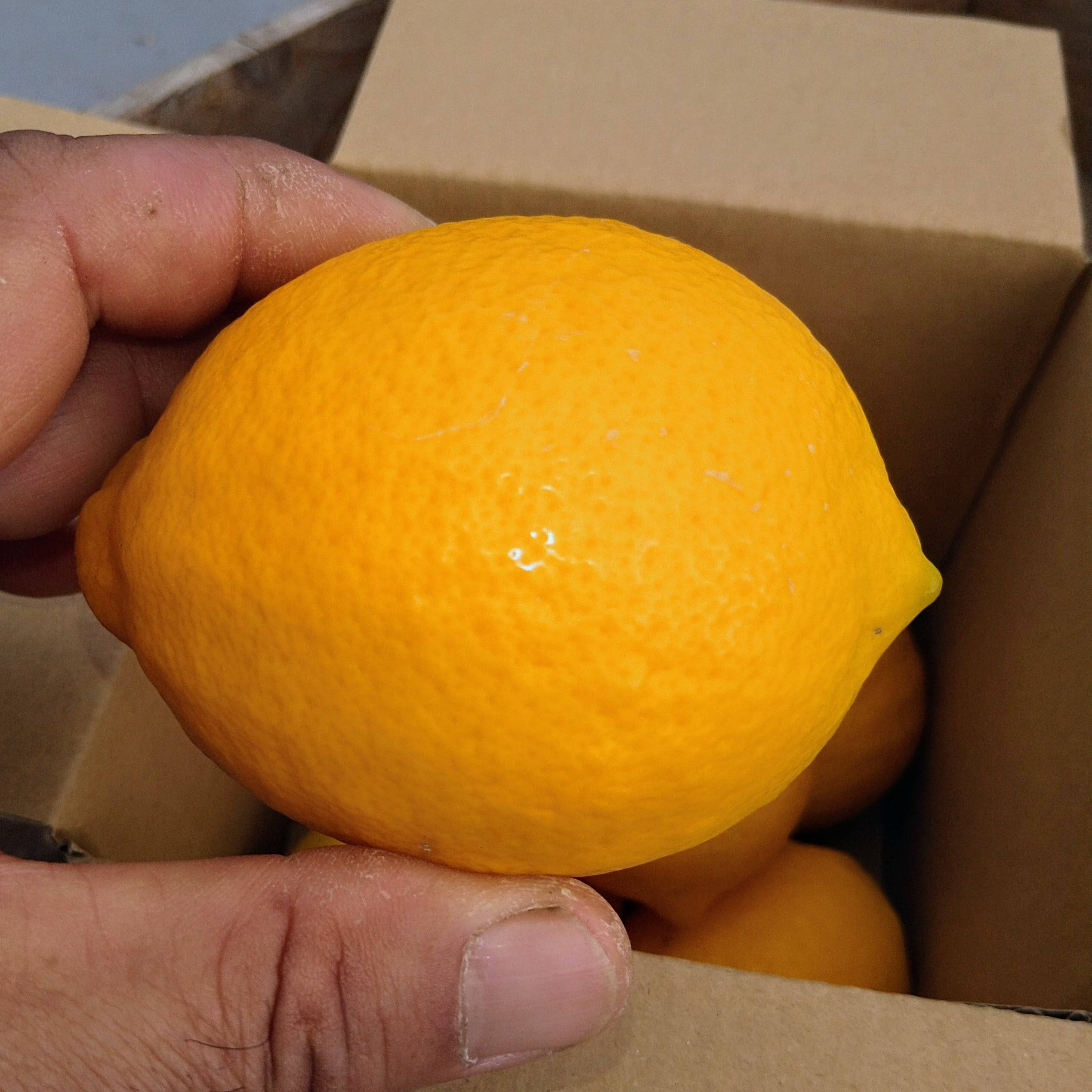 食べ比べ！木熟『猪苗代檸檬』3種各2玉計6玉：福島県産のみかん