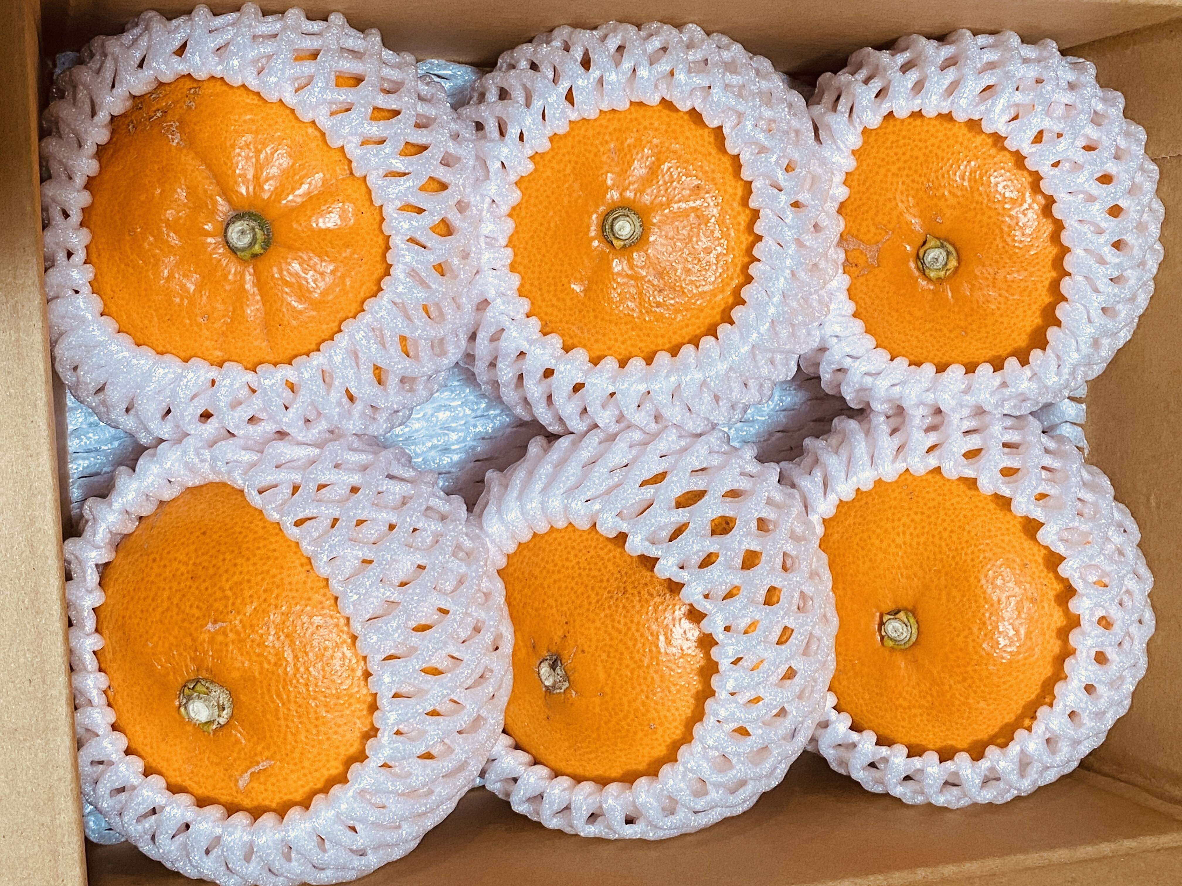 果樹7本セット　ドット 数量限定】せとか｜果汁ぎっしり・ほんのり酸味の春果実 ｜2Lサイズ 6