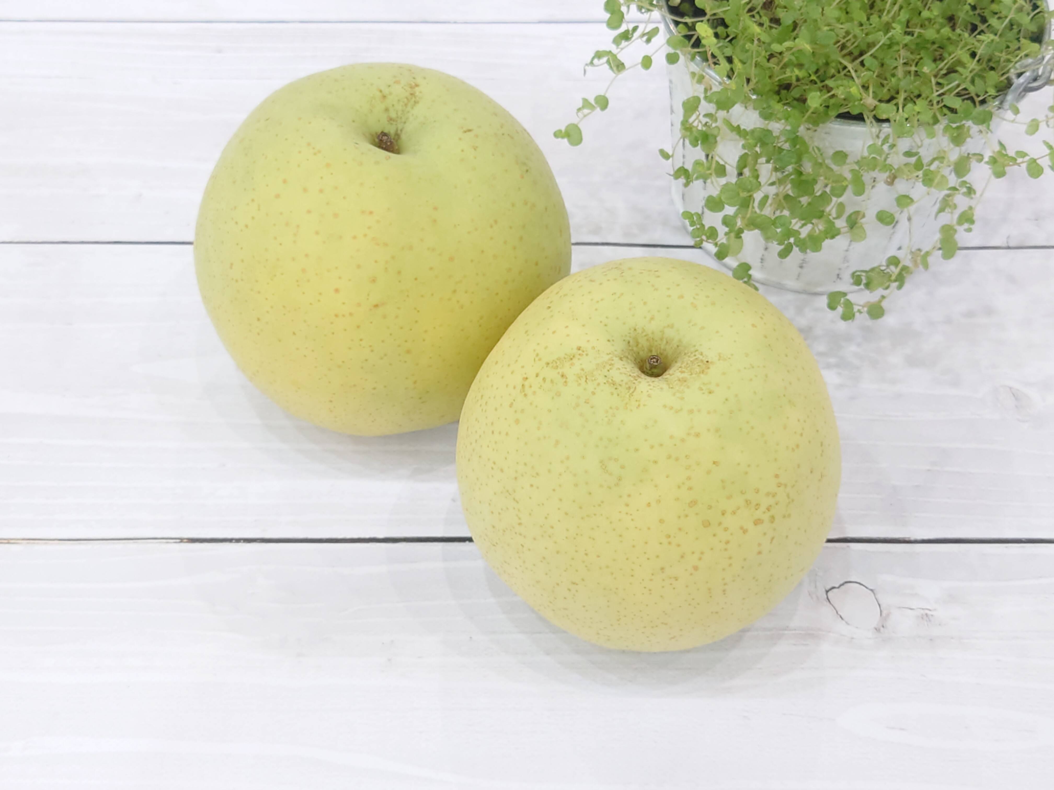 大きな果実に豊かな香りの梨「かおり」約3kg：新潟県産のかおり｜食べ