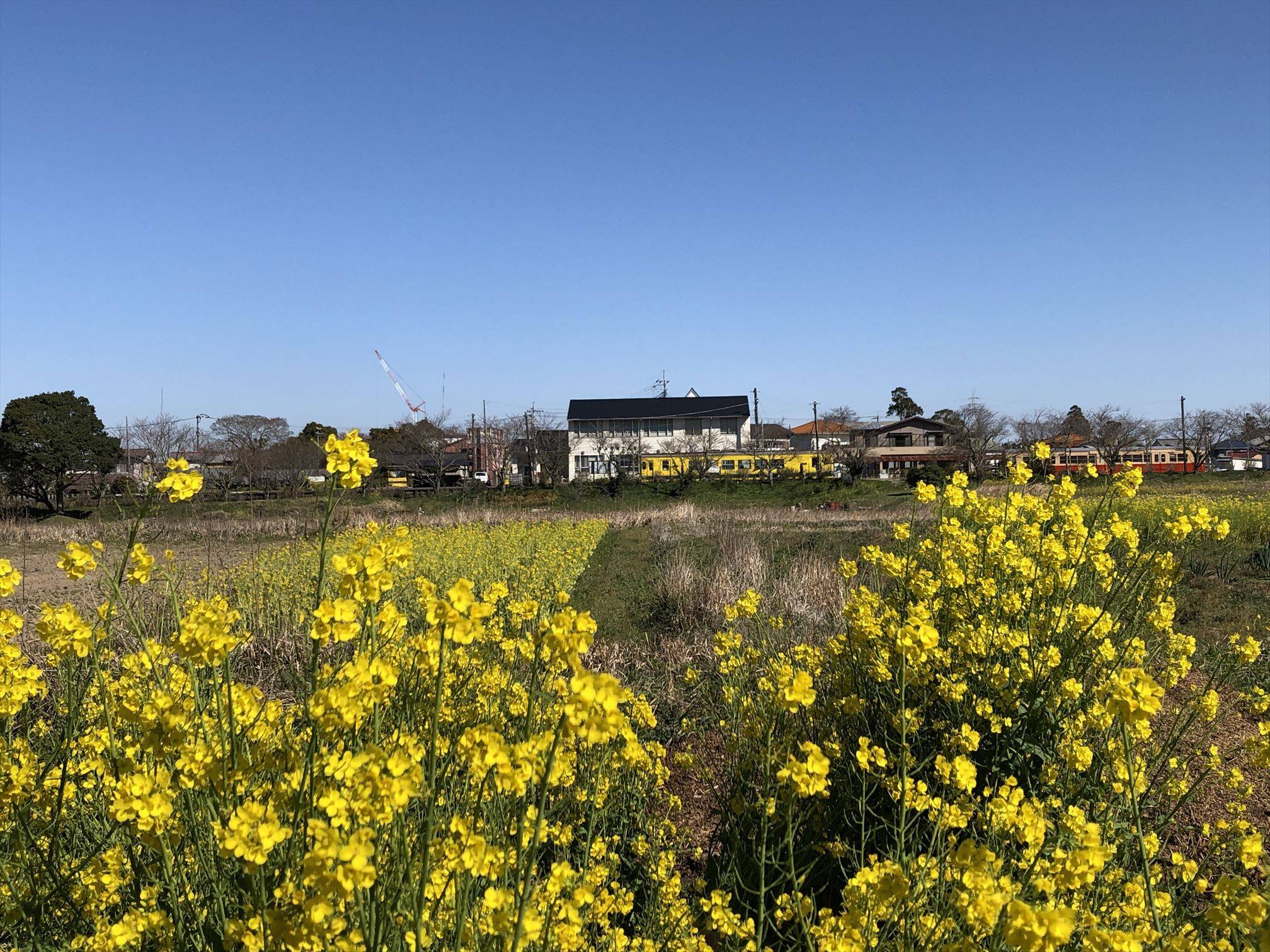 国吉農園の紹介 千葉県 食べチョク 農家 漁師の産直ネット通販 旬の食材を生産者直送
