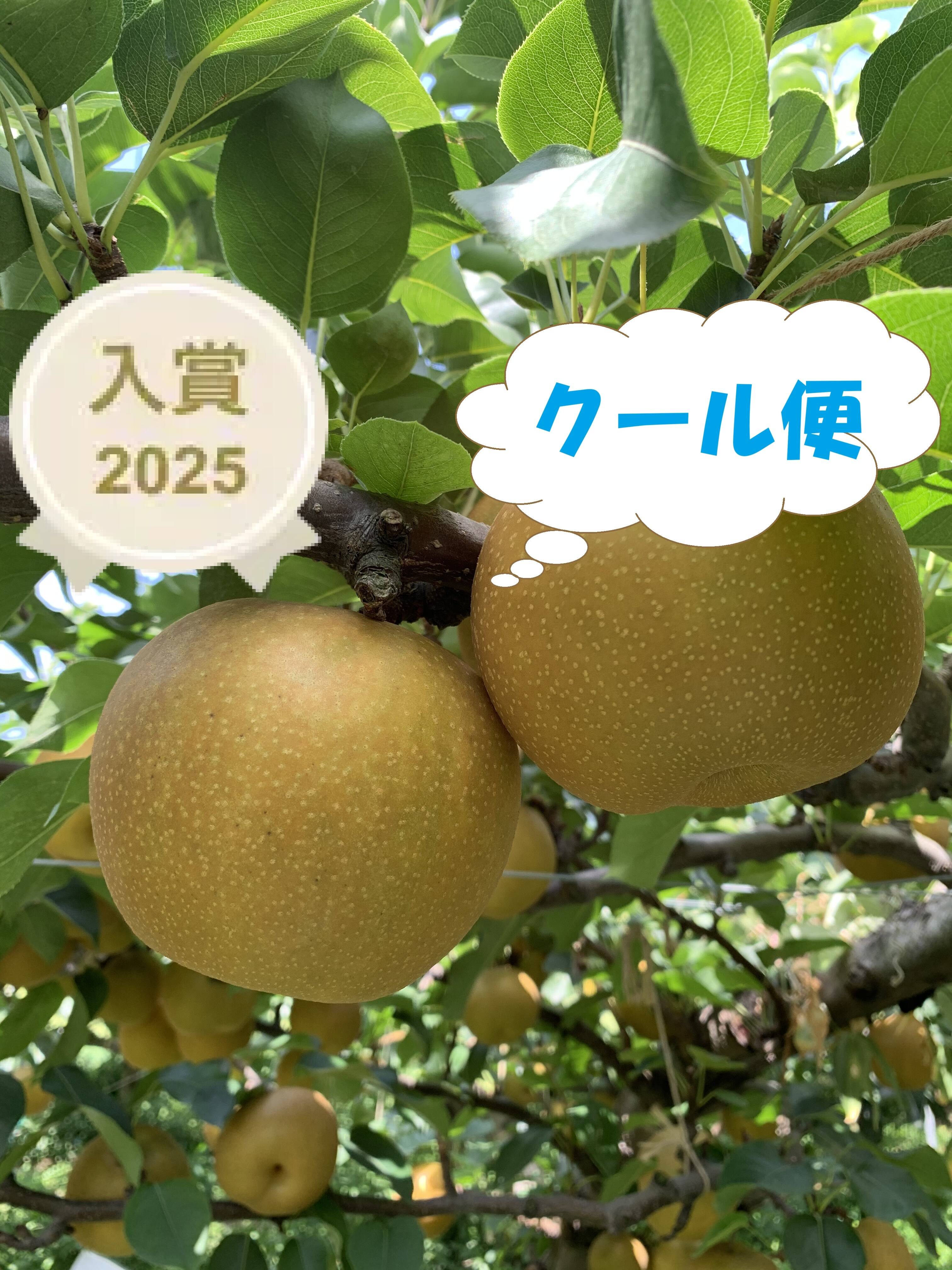 甘楽もか lrpp 1枚セット クール便】【家庭用】鳥取県の梨「新