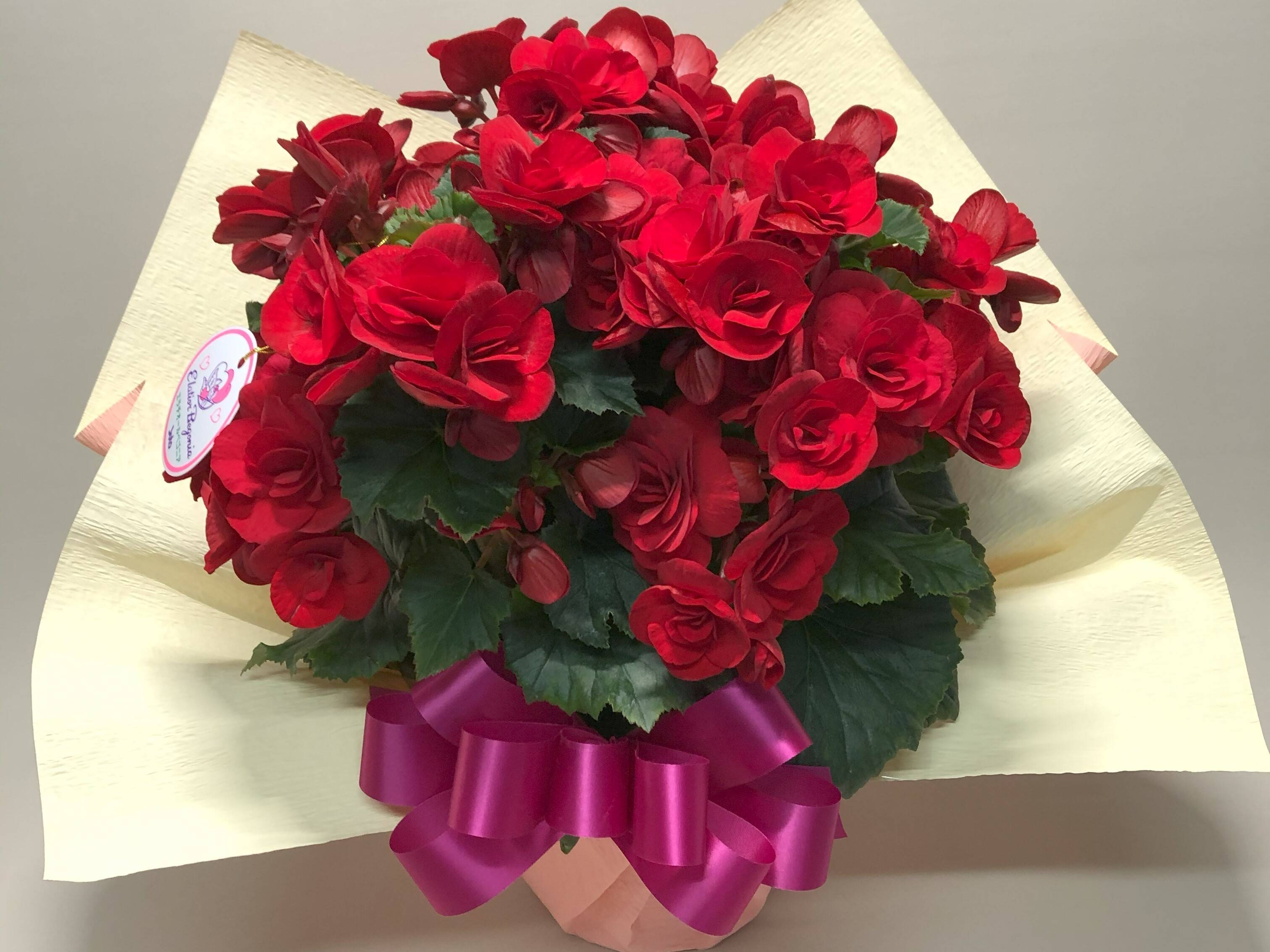 peculiarman　Begonia 5点同梱発送 peculiarman Begonia 5点同梱発送 peculiarman Begonia 5点同梱発送