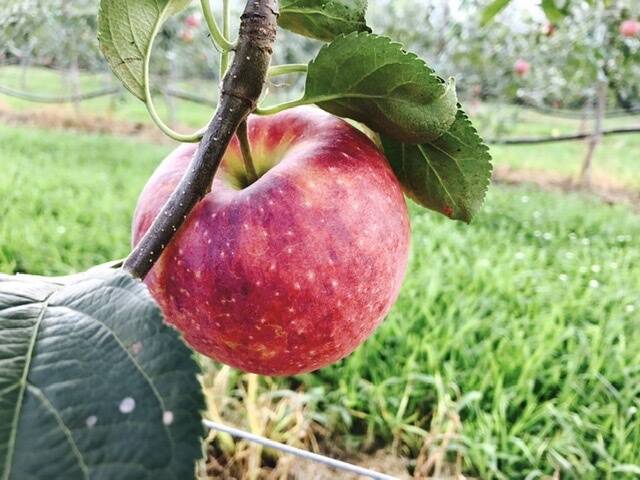夏りんご第３弾 大人気 シナノリップ約3キロ9 15玉 長野県産 食べチョク 農家 漁師の産直ネット通販 旬の食材を生産者直送