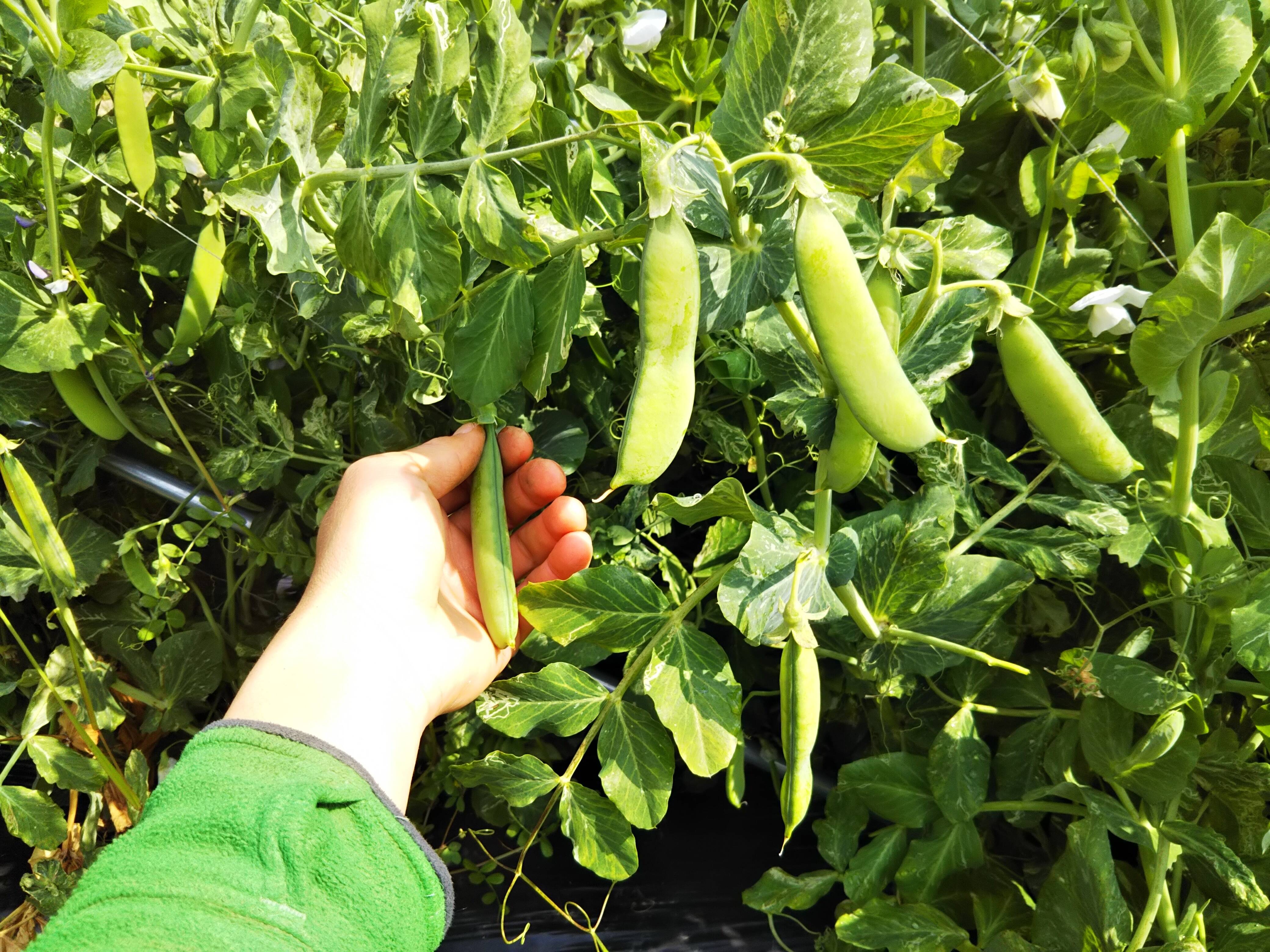 新鮮お豆ちゃん！フルーツ実えんどう あまみちゃん（1.3㎏）：京都府産の野菜｜食べチョク｜産地直送(産直)お取り寄せ通販 -  農家・漁師から旬の食材を直送