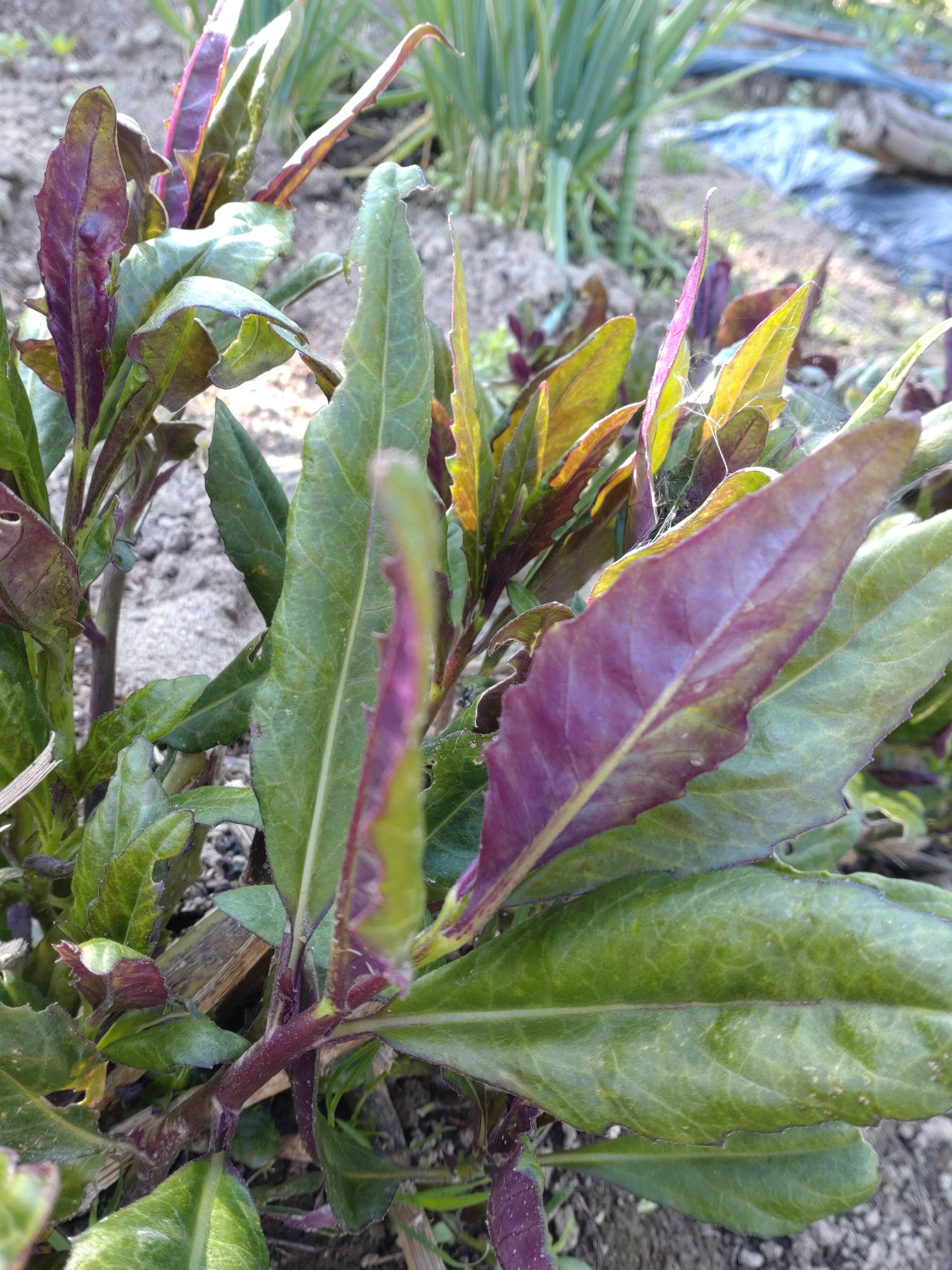 金時草 ☆5本分 水前寺菜 加賀野菜 ☆畑から直送！翌日お届け：石川県