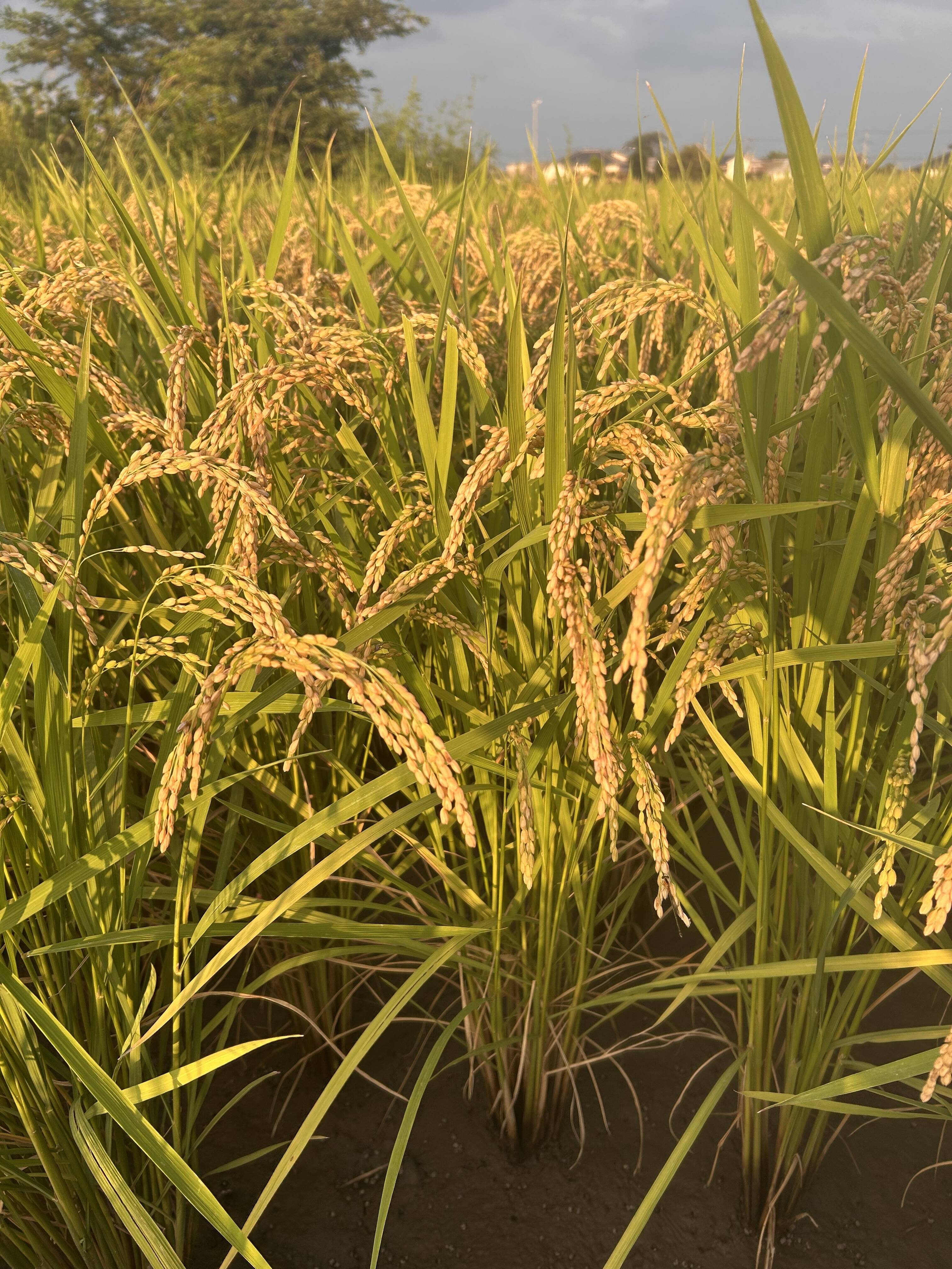 令和8年度産新米】予約開始！福岡県産 夢つくし 玄米10kg ふっくら