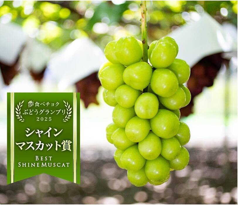 特秀品大粒シャインマスカット 3キロ 摘み落とし 高級品種