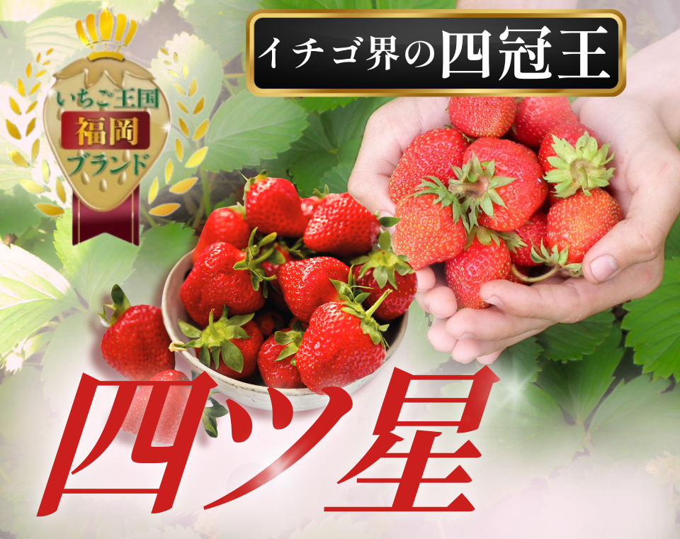 いちごめろん様 リクエスト 6点 まとめ商品 いちごメロン様 リクエスト 4点 まとめ商品 【公式通販】