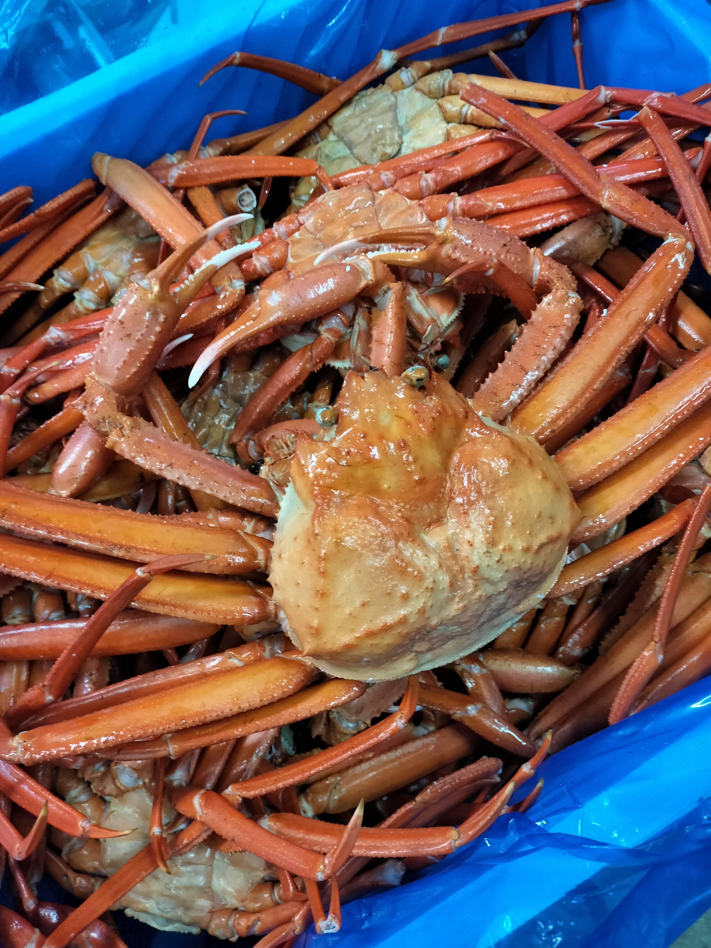 数量限定！】早いもの勝ち！紅ズワイガニ 400gUPから650gまで×3杯入