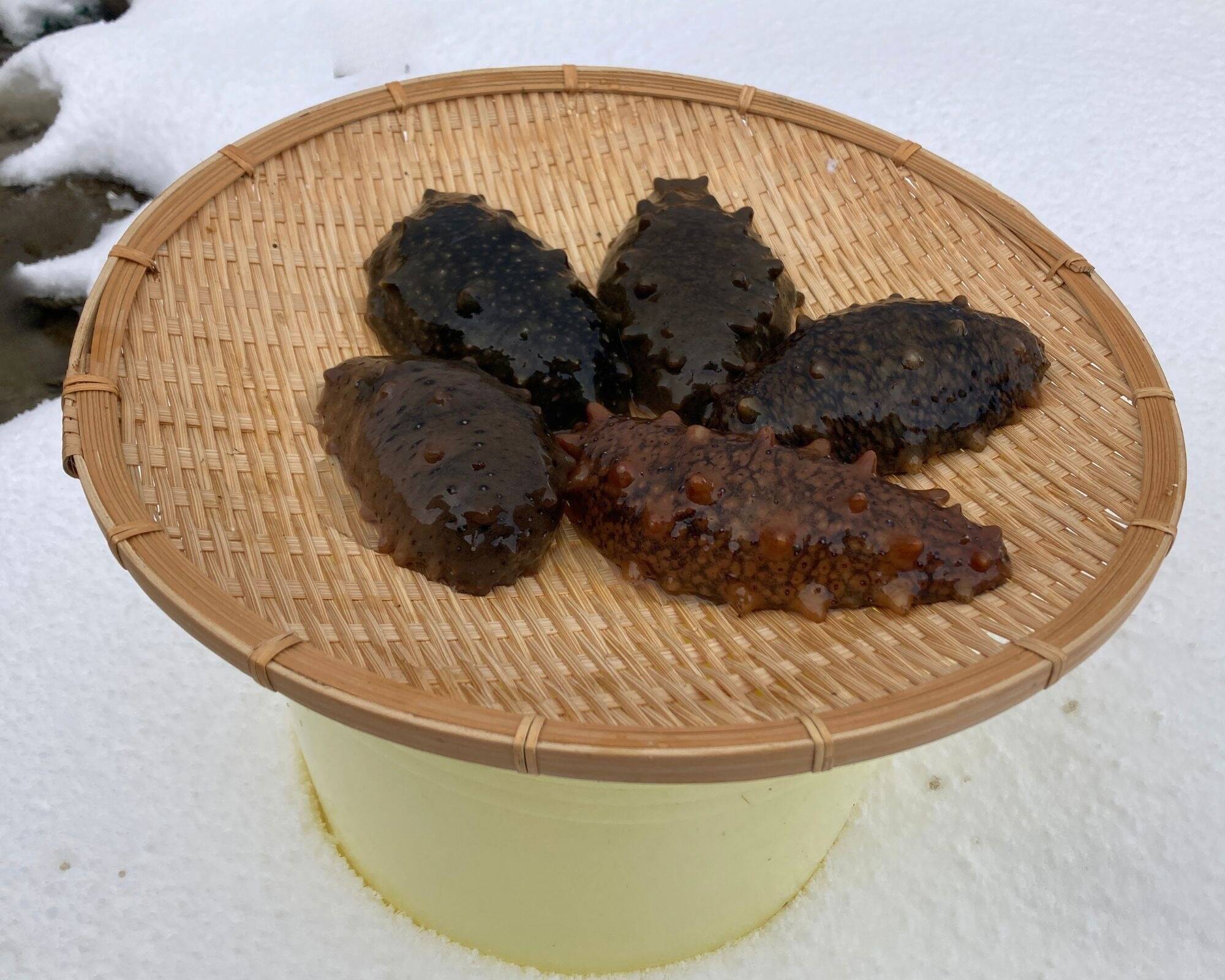 青森陸奥湾産 ナマコ小 500g程度：青森県産のその他水産物｜食べチョク