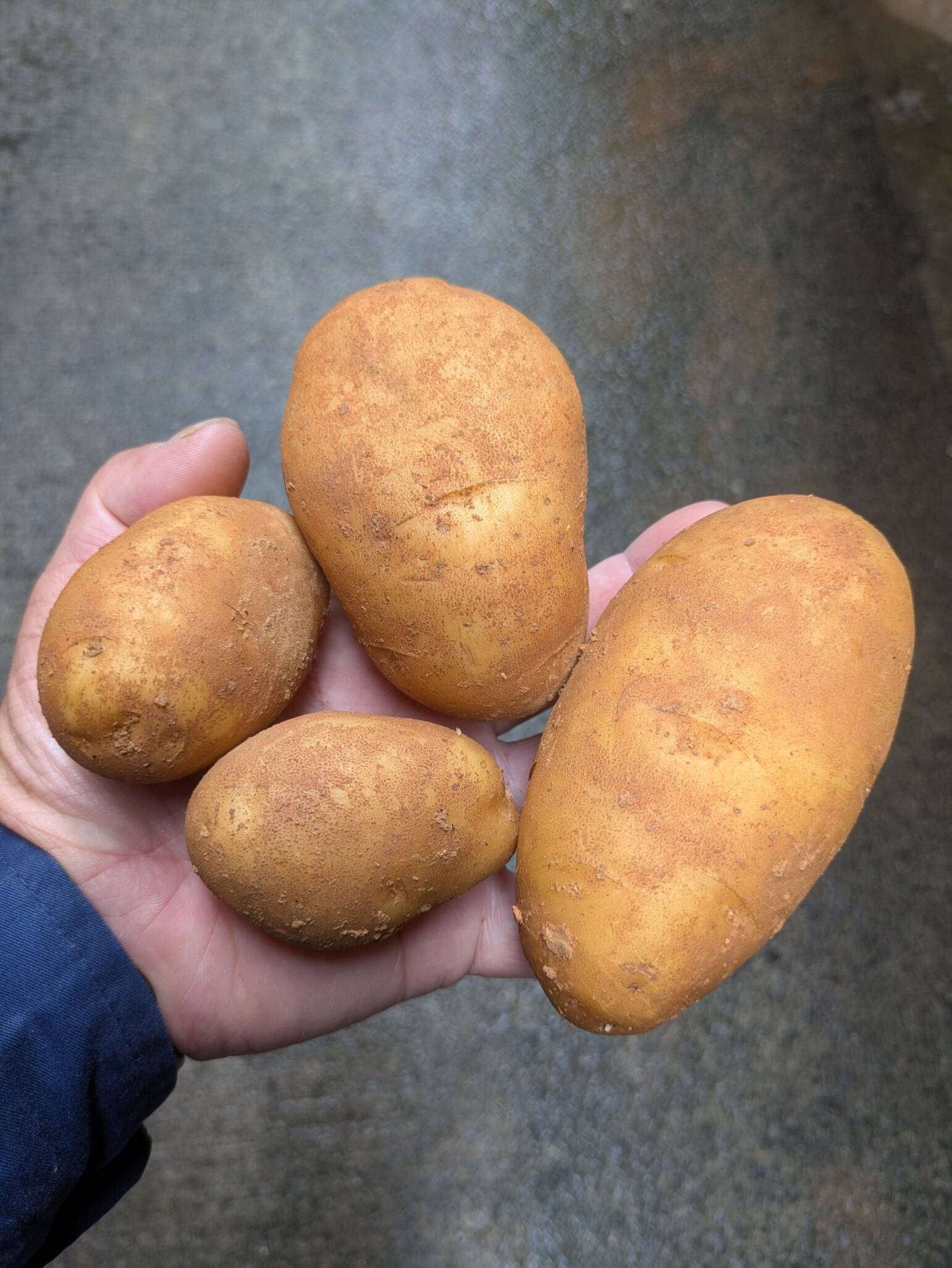 沖永良部島産じゃがいも 10キロ：鹿児島県産のニシユタカ｜食べチョク