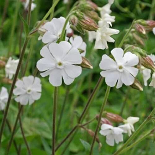 2個セット シレネ アルバ ホワイトガーデン 宿根草 多年草 花壇苗：東京都産の花・植物｜食べチョク｜産地直送(産直)お取り寄せ通販 -  農家・漁師から旬の食材を直送