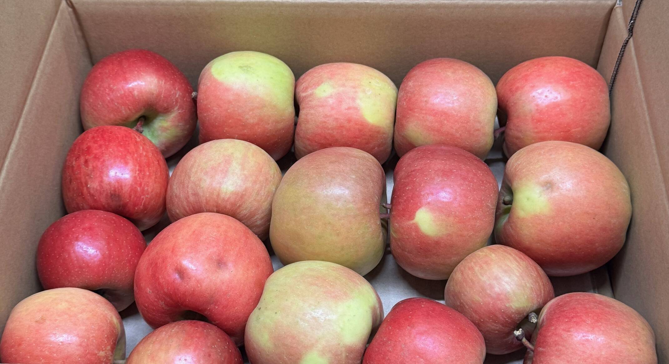 在庫限り!!】「訳あり・お買い得!!バラ詰めのこうとく !! 」約3Kg青森