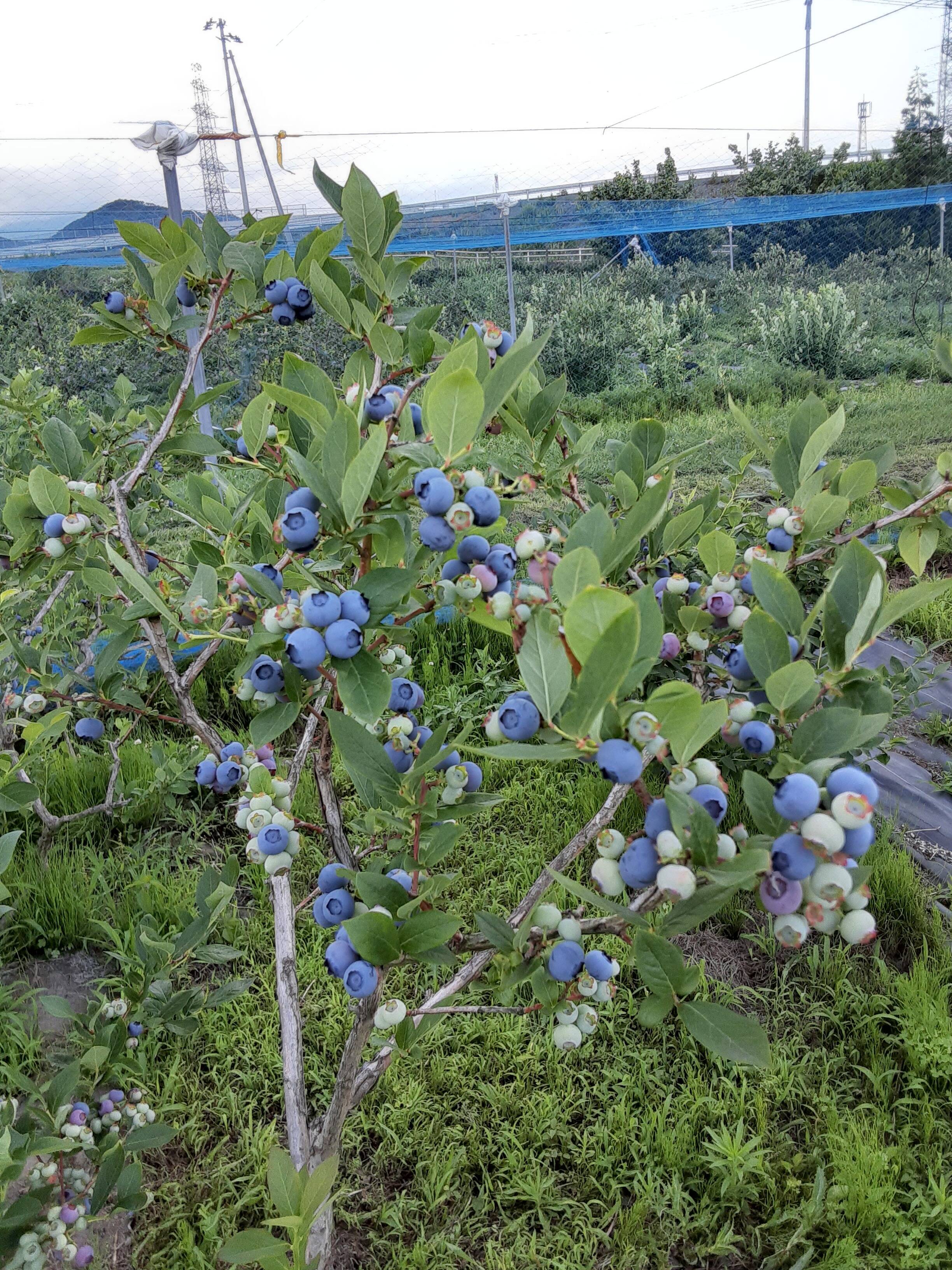 ブルーベリー 1キロ0g 5 サイズmixの為 お安く販売致します 岩手県産 食べチョク 農家 漁師の産直ネット通販 旬の食材を生産者直送