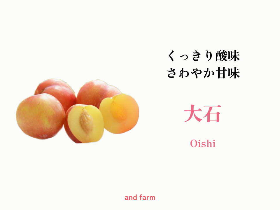 父の日ギフト】くっきり酸味でリフレッシュ！すももで贈るひととき 約 
