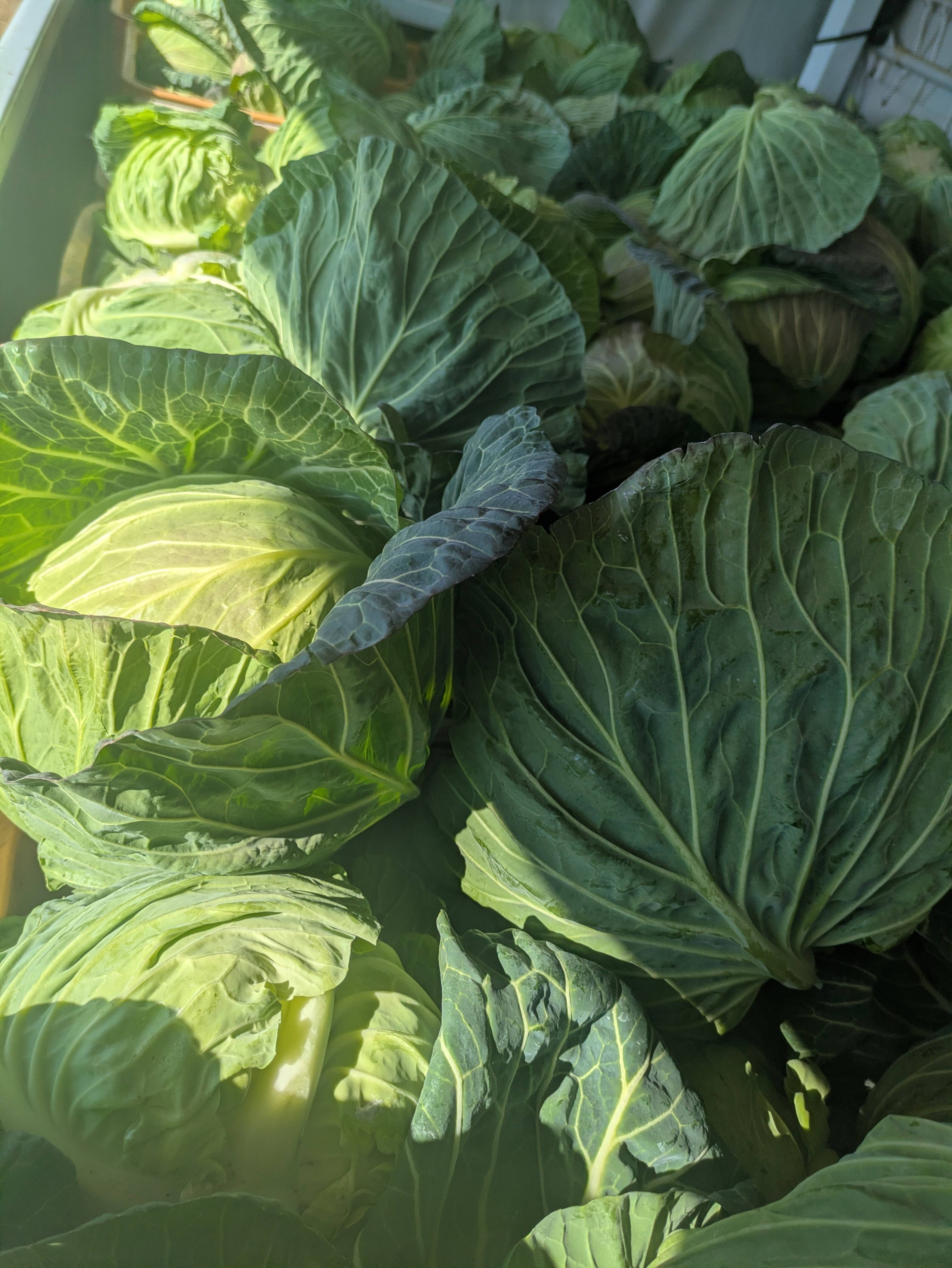 甘いキャベツとくみつ 寒玉8玉：愛知県産の野菜｜食べチョク｜産地 