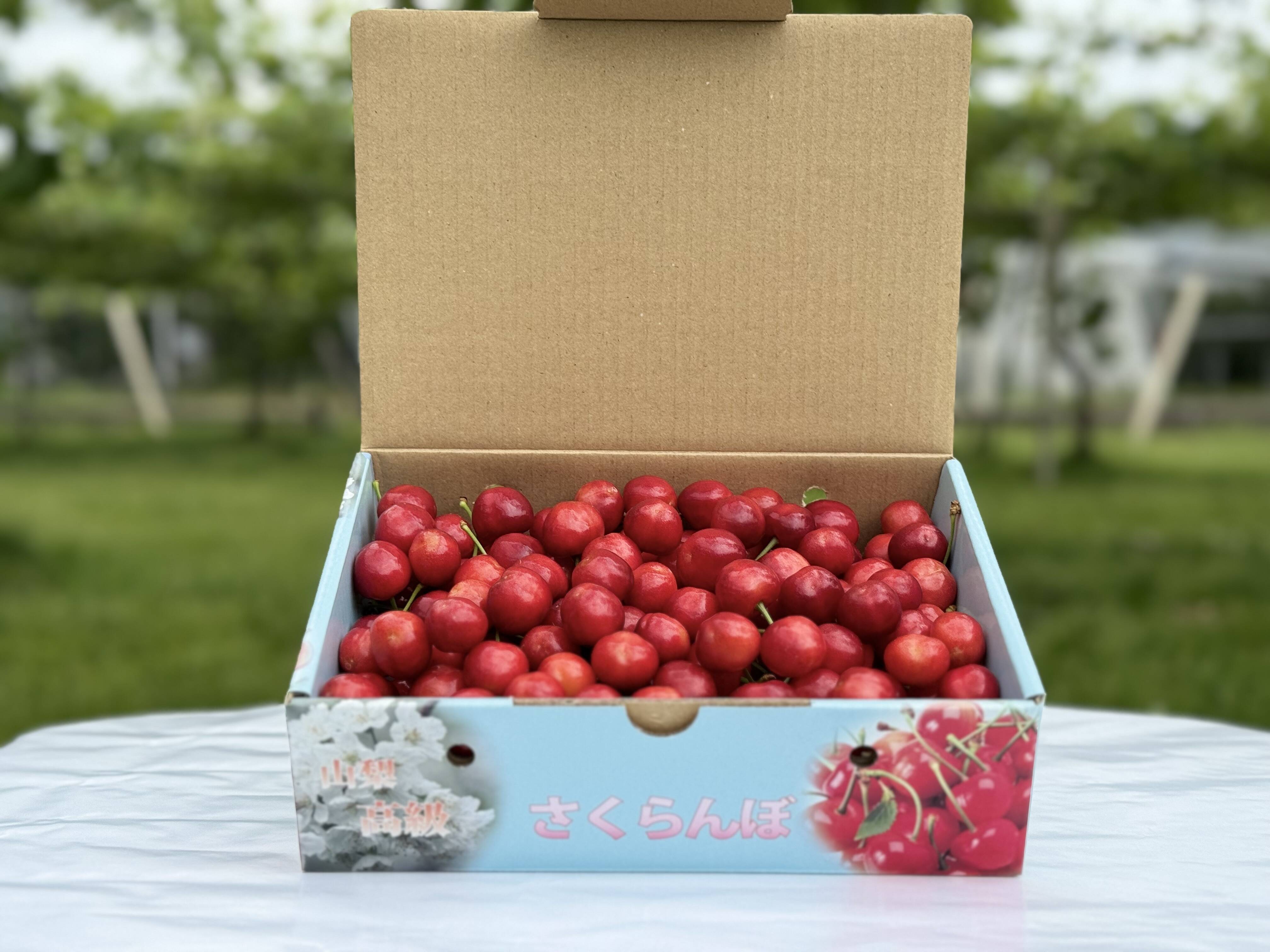 さくらんぼ【佐藤錦】500g：山梨県産の佐藤錦｜食べチョク｜産地直送