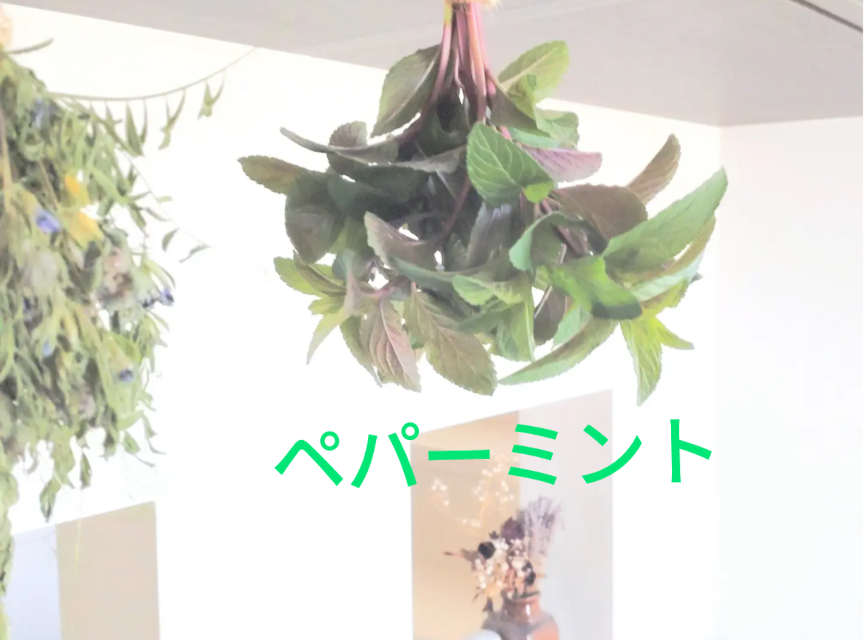 ペパーミント10本以上🌿爽やかな香り🌿約15cm☆自然栽培🏣ゆうパック