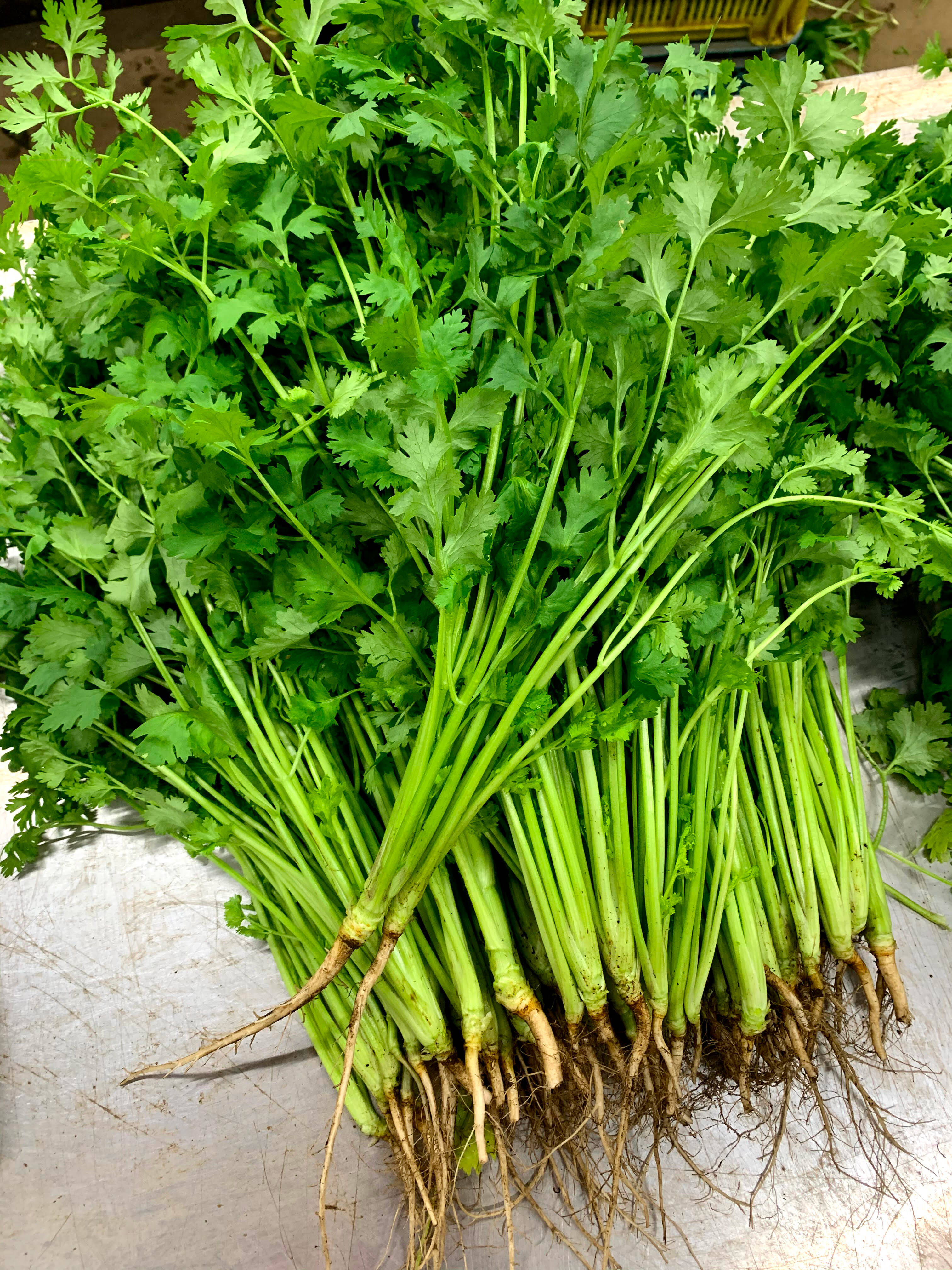 期間限定　パクチー　香菜　新鮮野菜　業務用　大量　卸し　4kg クール便 パクチー 有機 クール便 500g 夏：千葉県産のその他パクチー