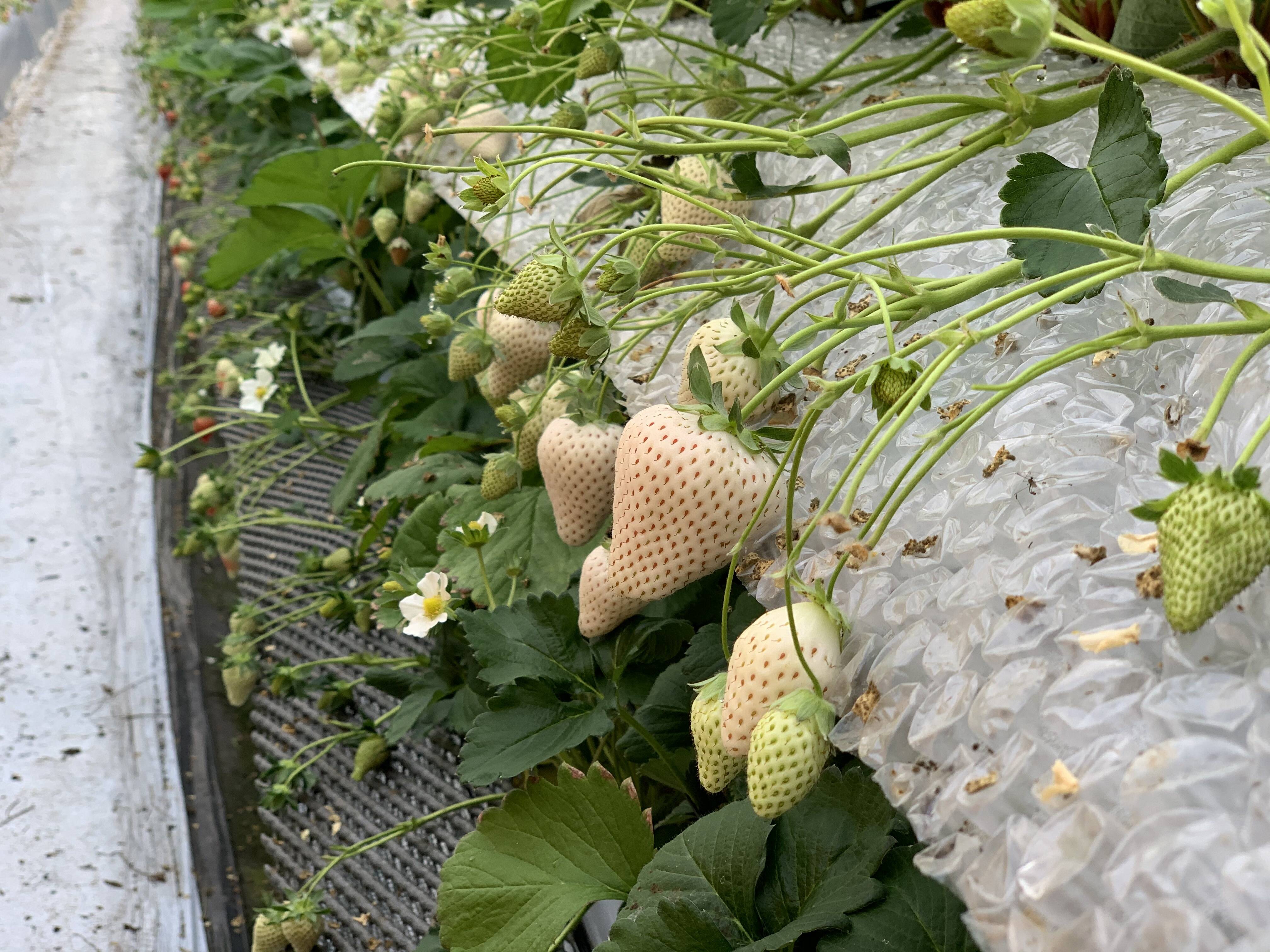 手島農園の紹介 佐賀県 食べチョク 農家 漁師の産直ネット通販 旬の食材を生産者直送