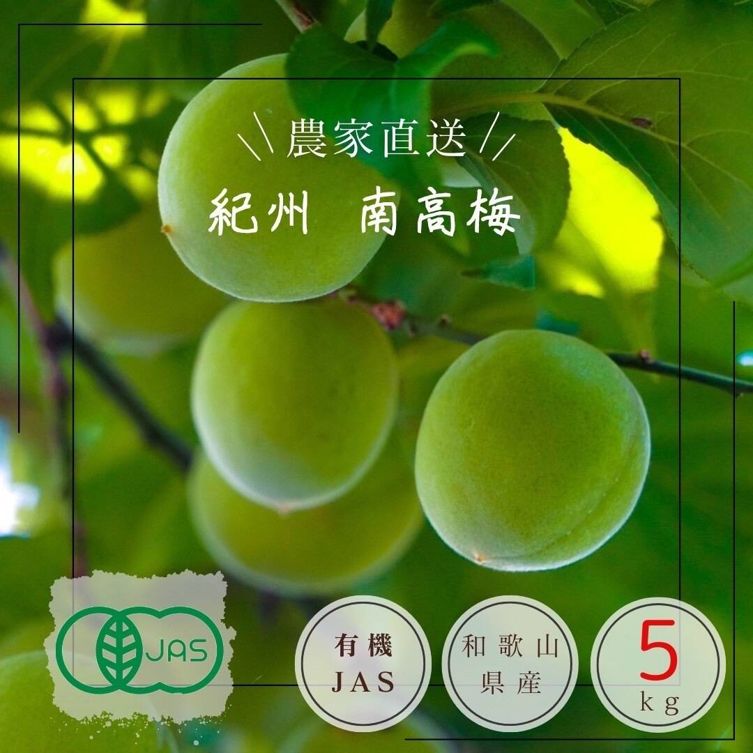 訳あり紀州産南高梅【サイズ・熟度おまかせ】 約10kg(紀南
