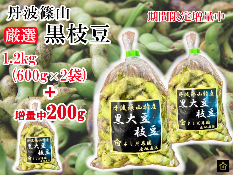 令和8年黒枝豆・予先行予約・増量特典付き】丹波篠山産 黒枝豆 さや1.4