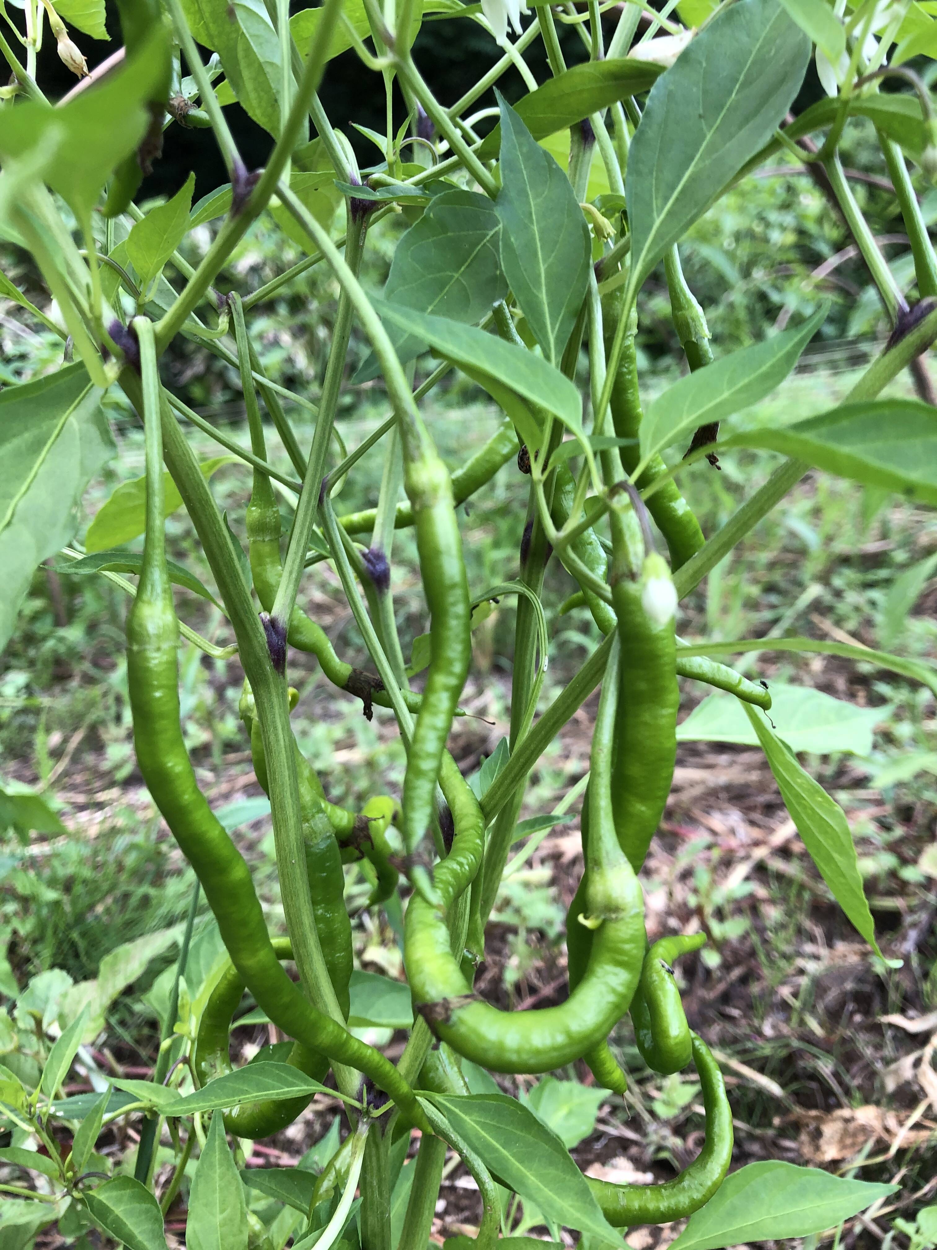 今期最終販売終了【農薬・化学肥料不使用栽培】 青森県産 青唐辛子