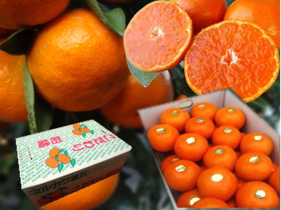 冬みかんさん専用 冬ギフト】甘～い！夢の濃熟みかん！完熟収穫の濃厚な美味しさはみかん