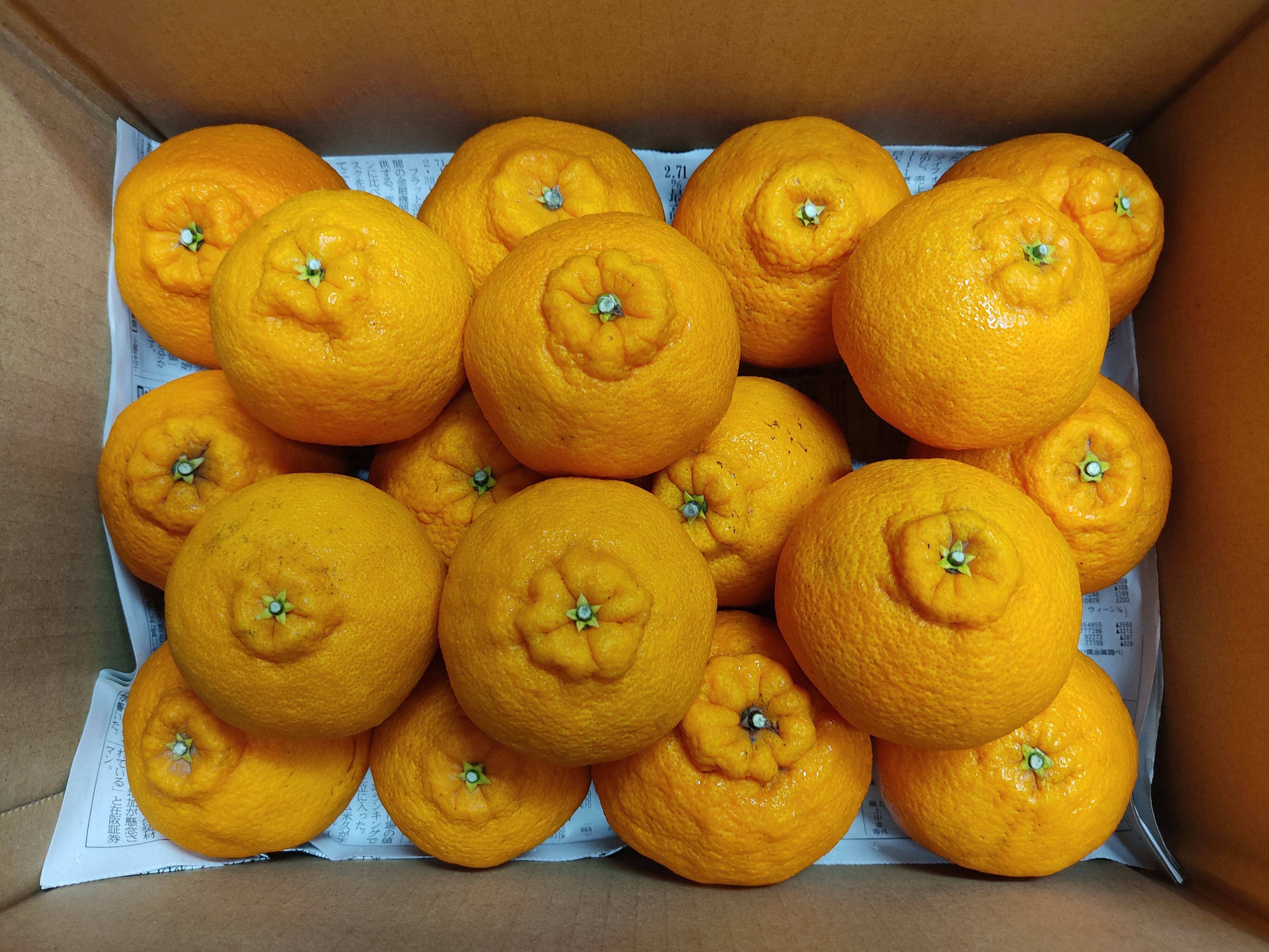 完熟不知火20㎏(家庭用)こうめ 超熟成 蔵出し不知火 家庭用 箱込み4.5キロ：愛媛県産のみかん・柑橘類