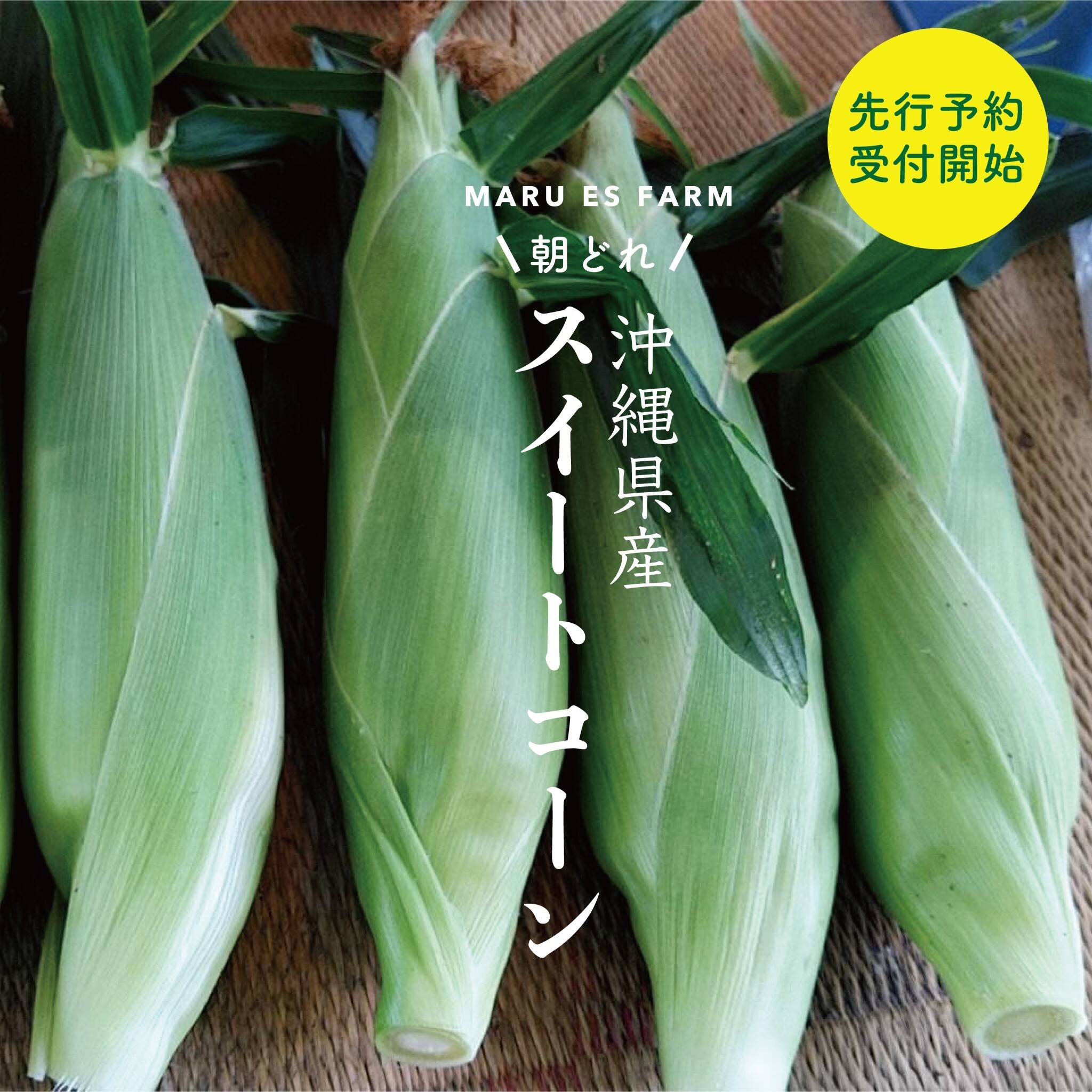 朝採りヤングコーン明日収穫分 - 野菜