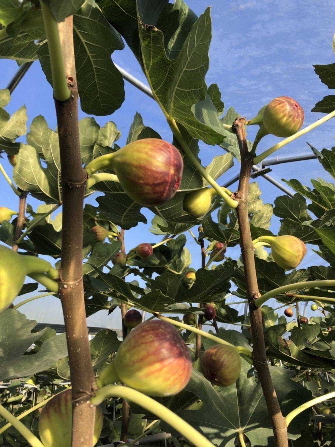 坂原いちじく農園へのレビュー 商品 栃木県 食べチョク 産地直送 産直 お取り寄せ通販 農家 漁師から旬の食材を直送