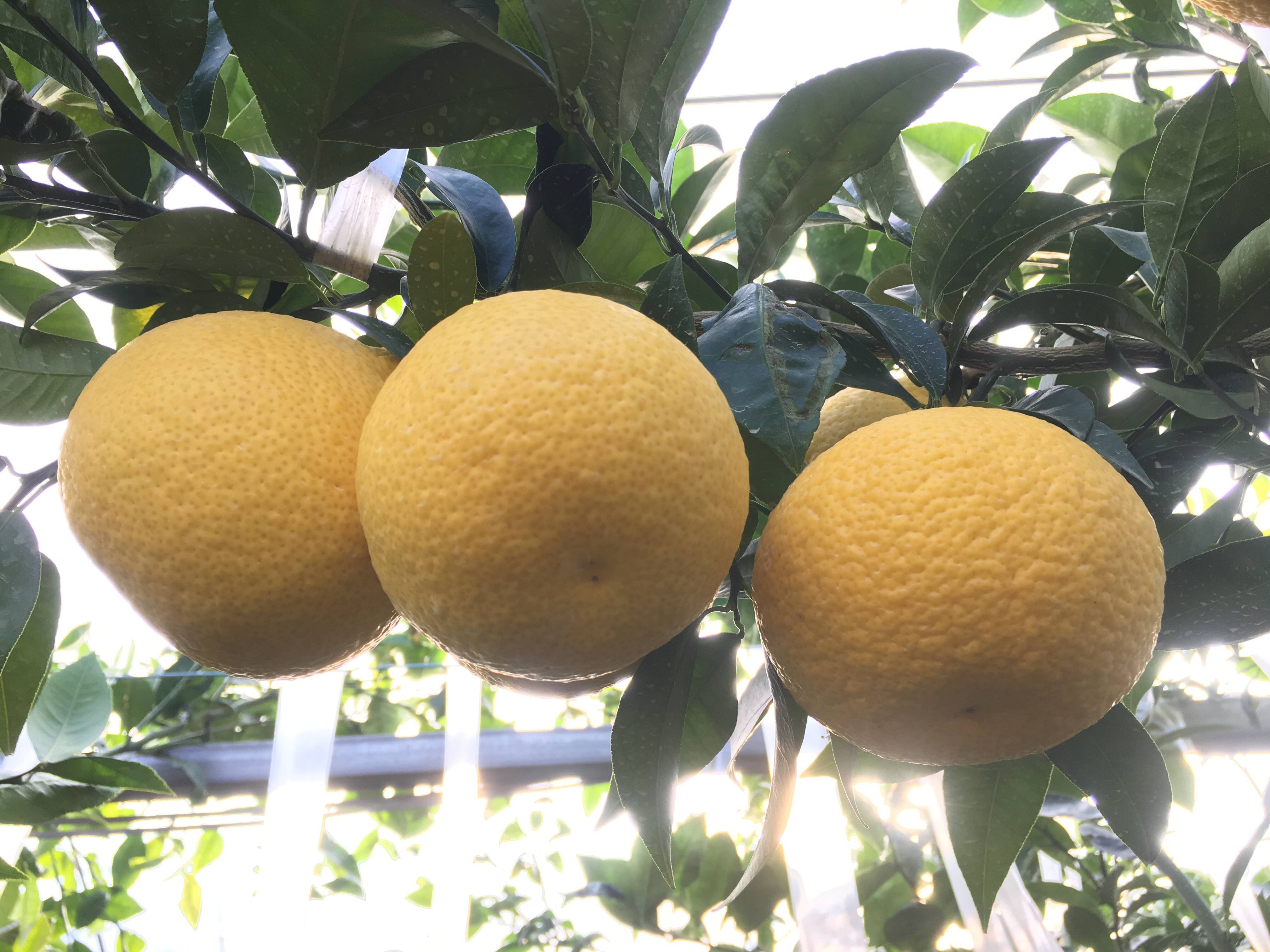 予約商品 甘夏みかん 在来種 川野夏橙かわのなつだいだい 2ｋｇ 神奈川県産 食べチョク 農家 漁師の産直ネット通販 旬の食材を生産者直送