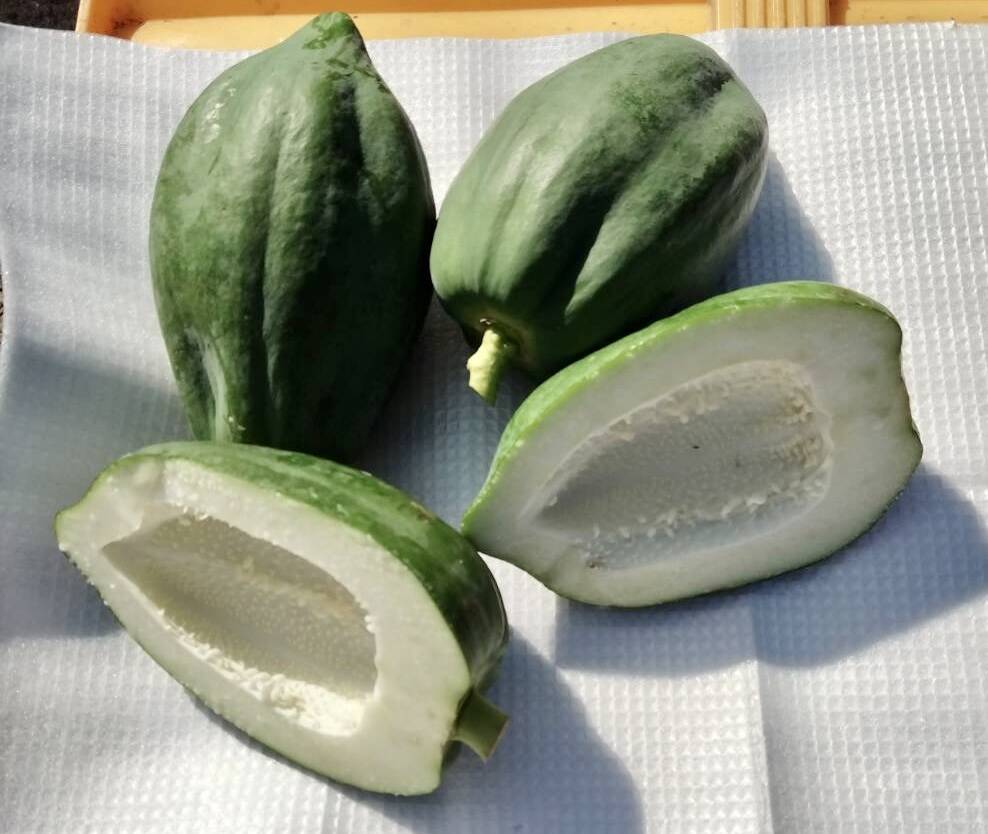 旬の健康野菜！青パパイヤ 約3kg：茨城県産のその他青パパイヤ