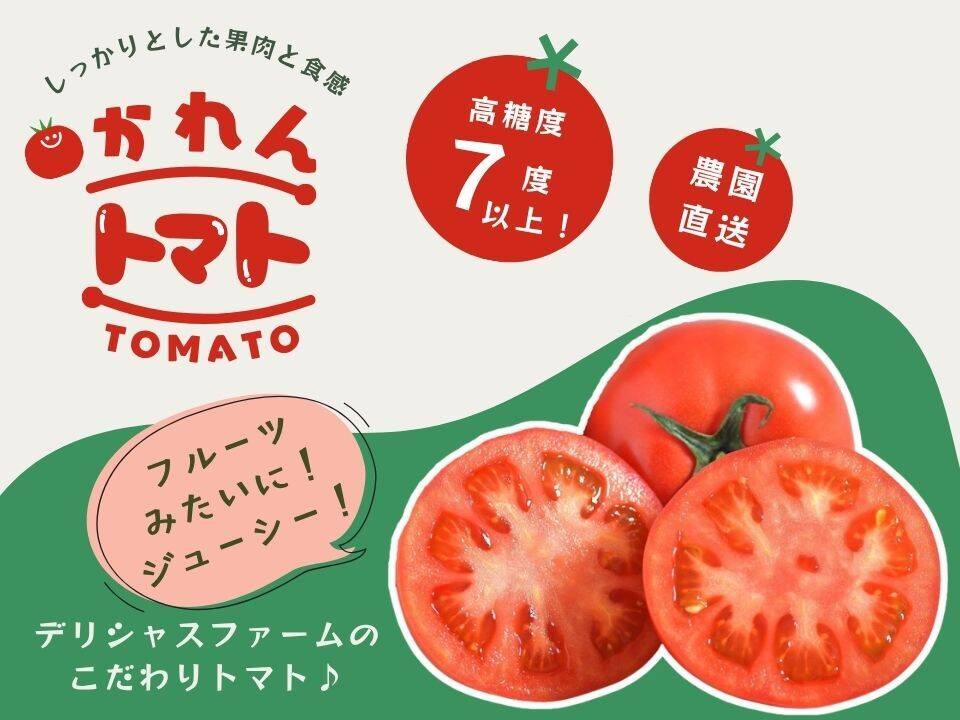糖度7度以上】果肉しっかりトマト「かれん」2kg：宮城県産のかれん 
