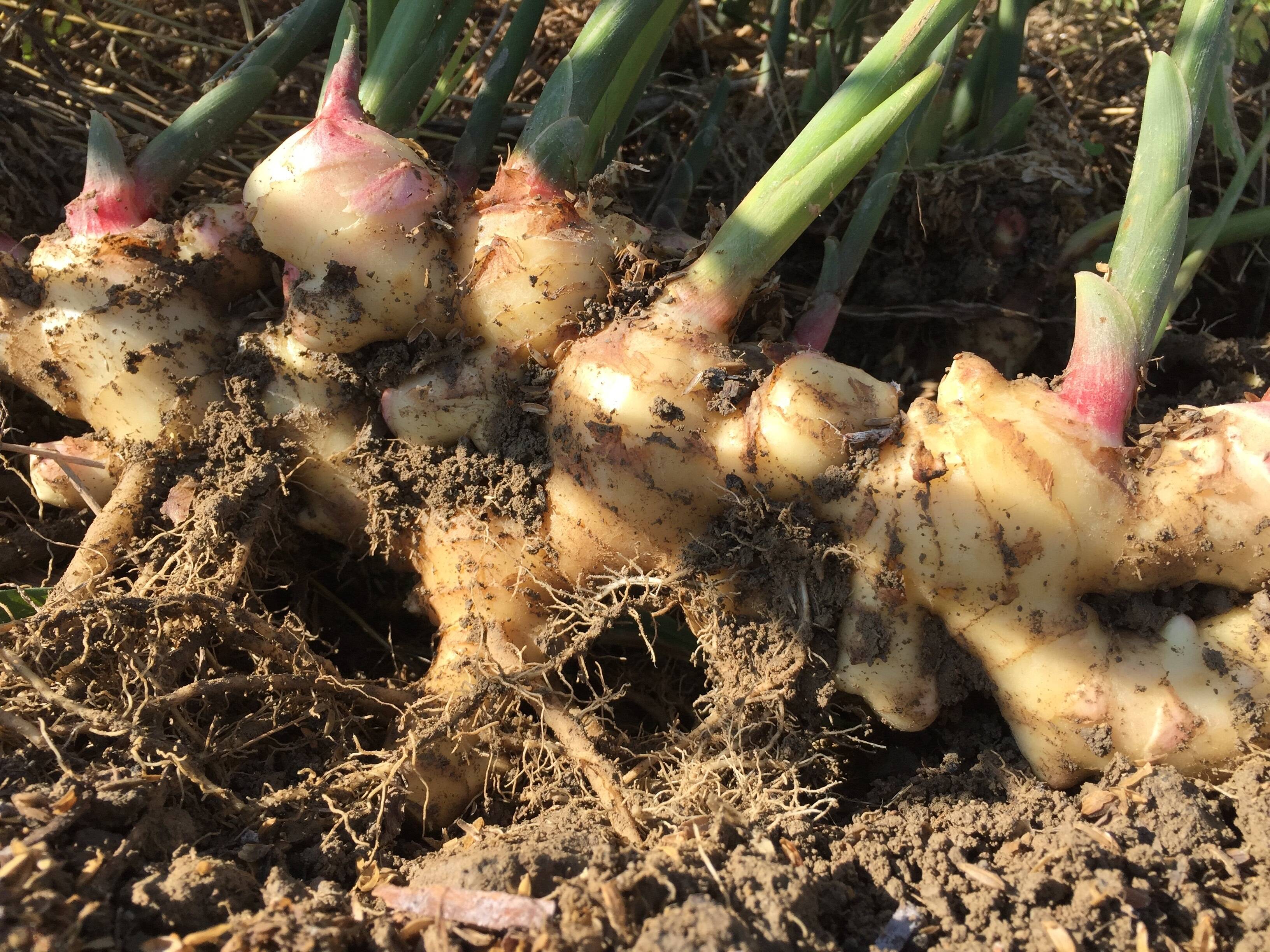 爽やかな香り 新生姜500g【農薬・化学肥料 不使用】：高知県産の