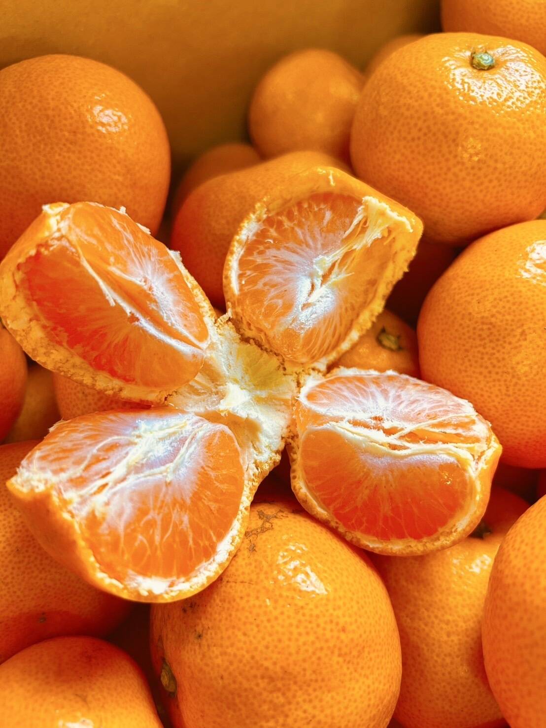 ご家庭用】冬の定番、大人気！有田みかん10キロ：和歌山県産の宮川早生