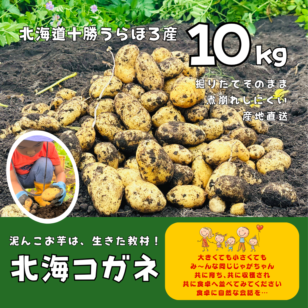 9周年感謝祭】［季節限定］プロも指名する新じゃが「ホッカイコガネ