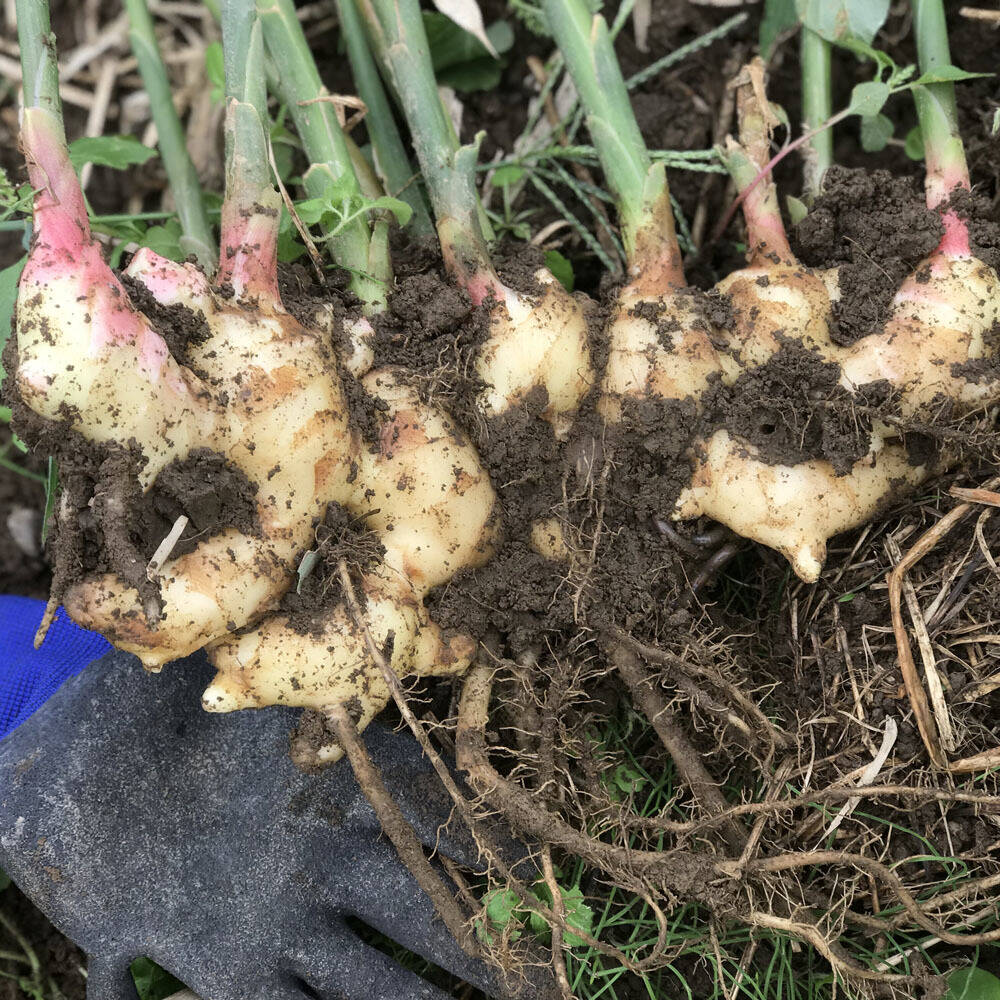 無肥料・栽培期間中農薬不使用】新生姜 1kg：千葉県産のその他薬味