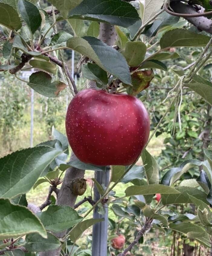 希少品種 蜜入り りんご 