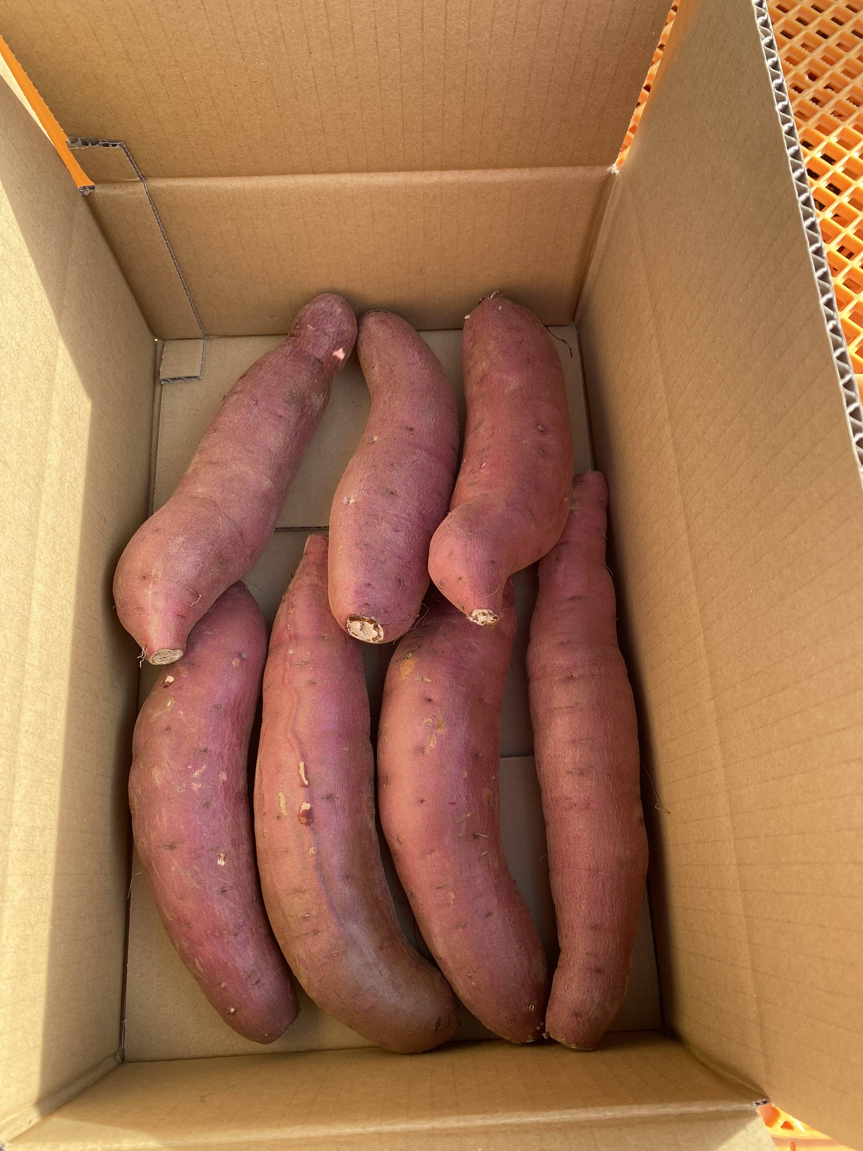 ぞっこんべにはるか B品 5キロ Sサイズ：茨城県産のべにはるか