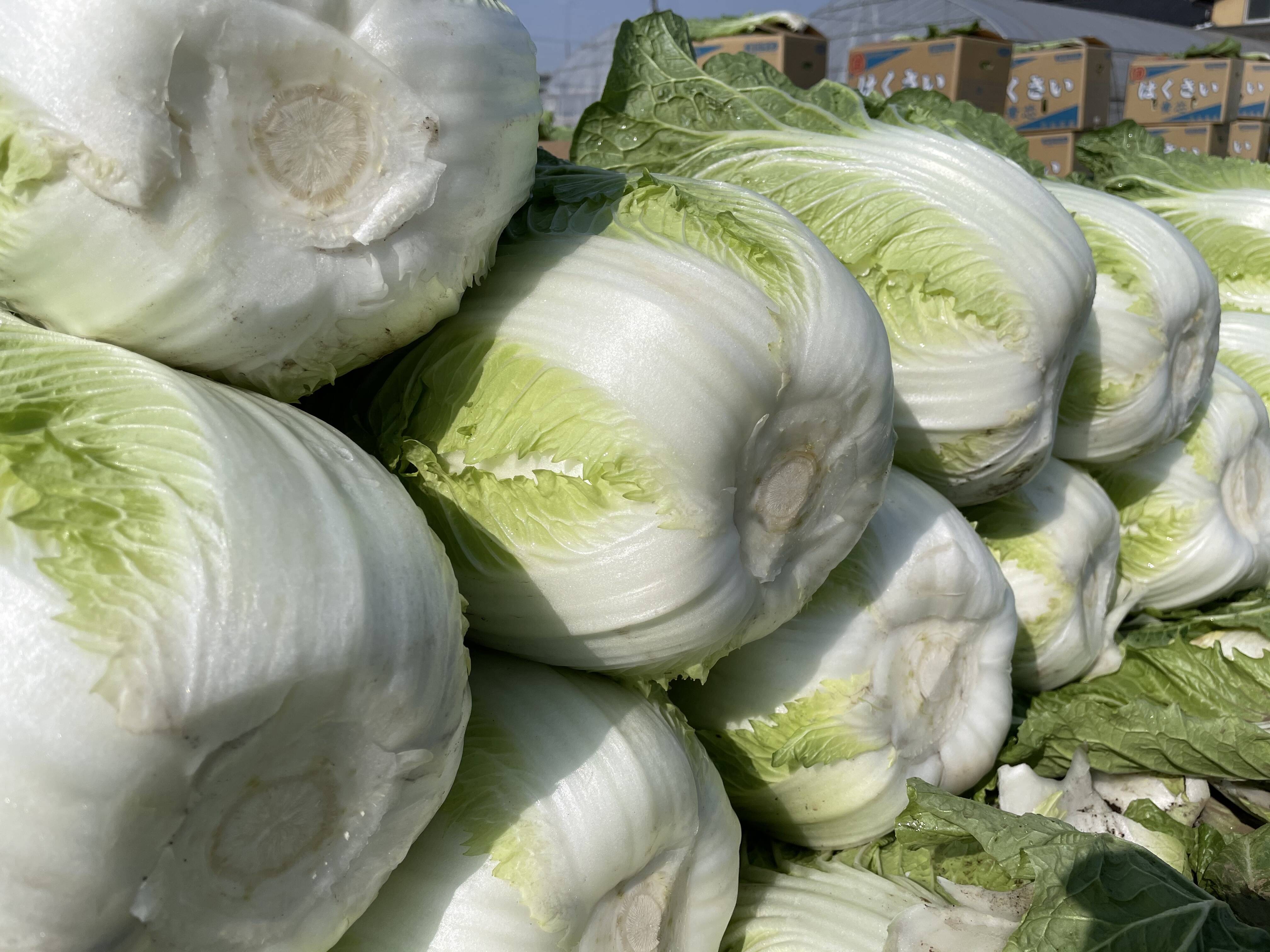 【茨城県産】春白菜：茨城県産の野菜｜食べチョク｜産地直送(産直)お取り寄せ通販 - 農家・漁師から旬の食材を直送