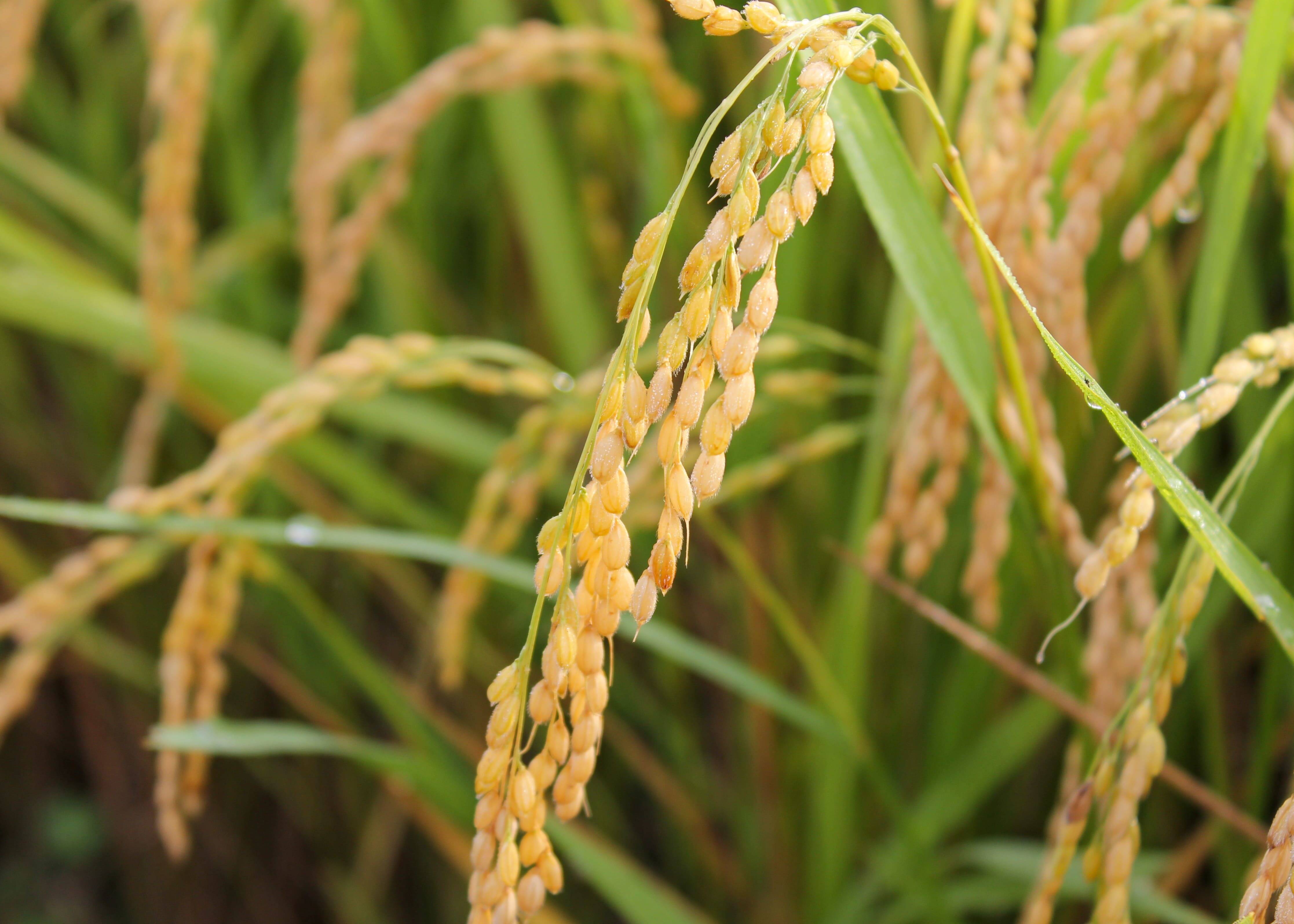 新米ササニシキ 玄米20kg】【令和5年9月中旬より 収穫】 山形置賜飯豊