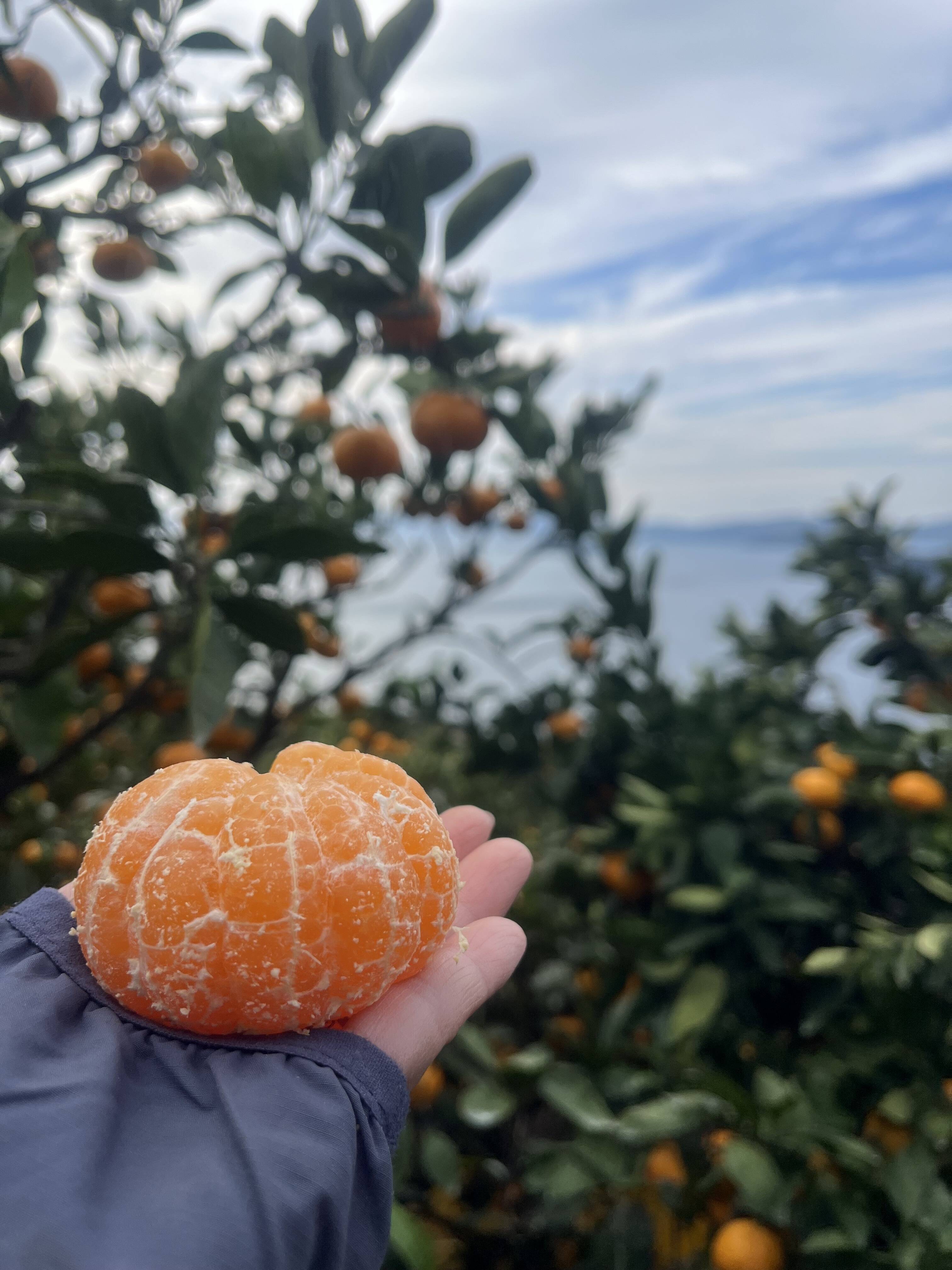 訳あり】ご家庭用極甘みかん2kg：愛媛県産のみかん・柑橘類｜食べ