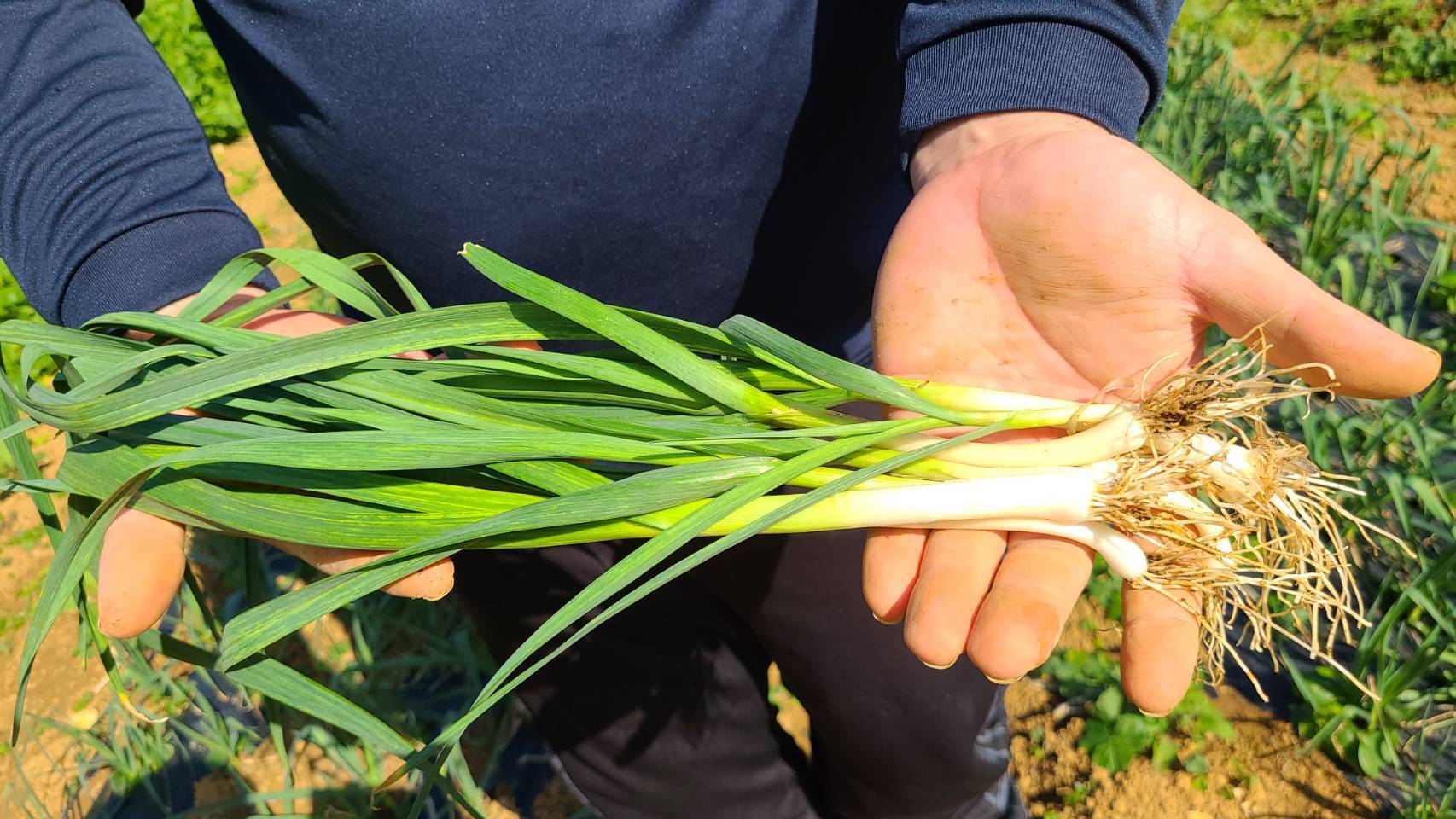 激安通販新作 今が旬の沖縄県山原産無農薬サトウキビ 野菜 Kunokultas Lt