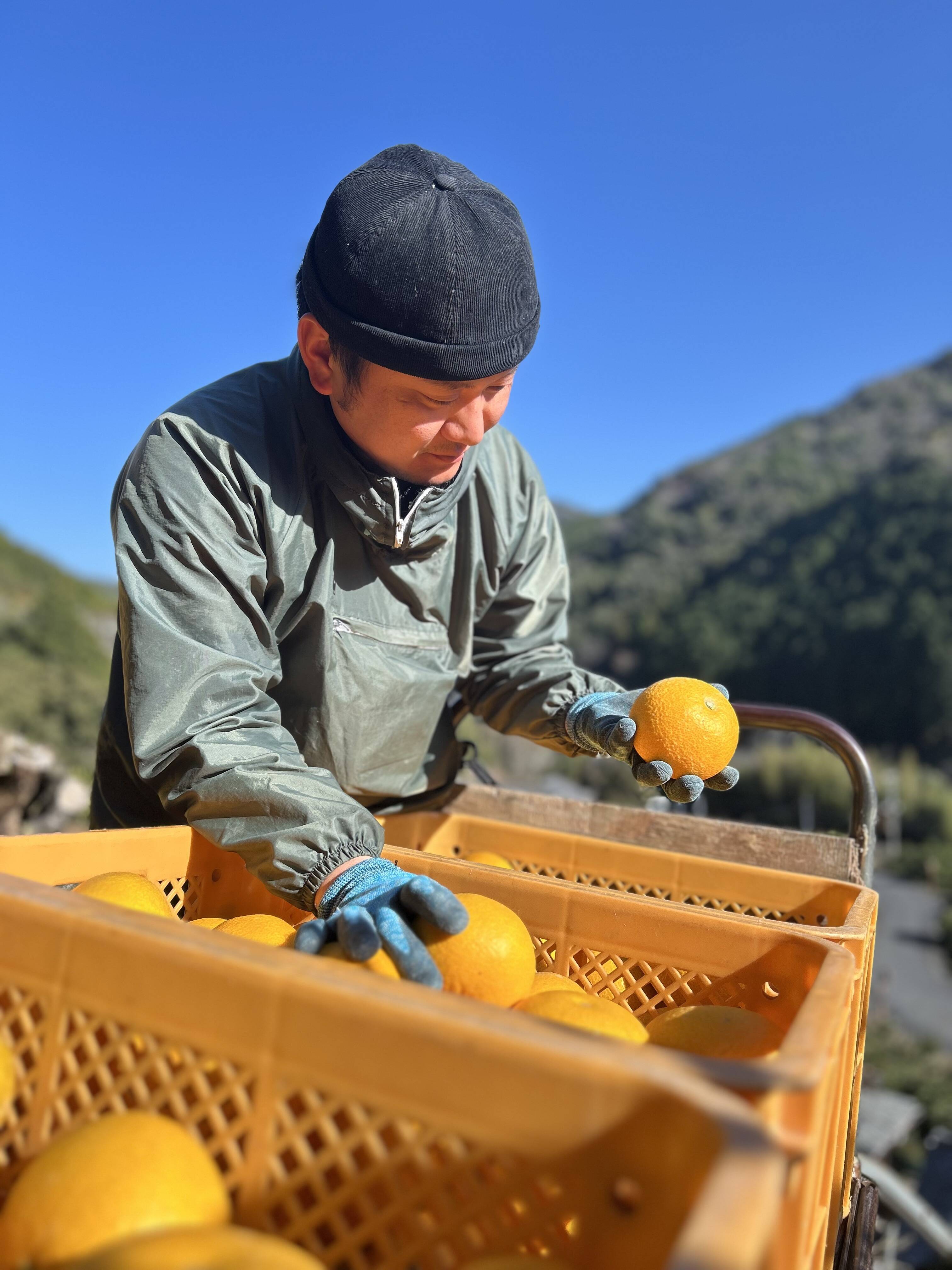 蔵出し八朔】ハッサク2キロ🍋：和歌山県産のみかん・柑橘類｜食べ