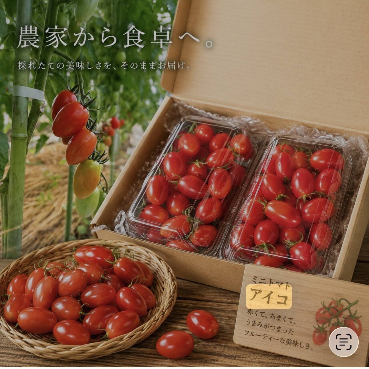 朝どれ】ミニトマトアイコ‼️コンパクトBOXいっぱいに詰め込んで