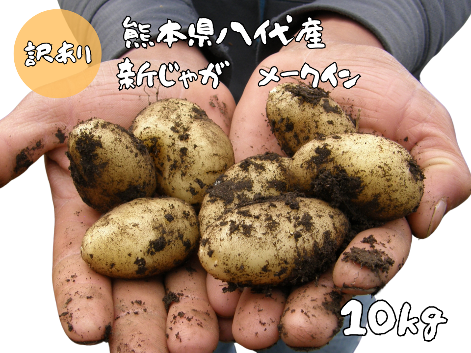 熊本県八代産 訳あり新じゃが メークイン 10Kg：熊本県産のメークイン